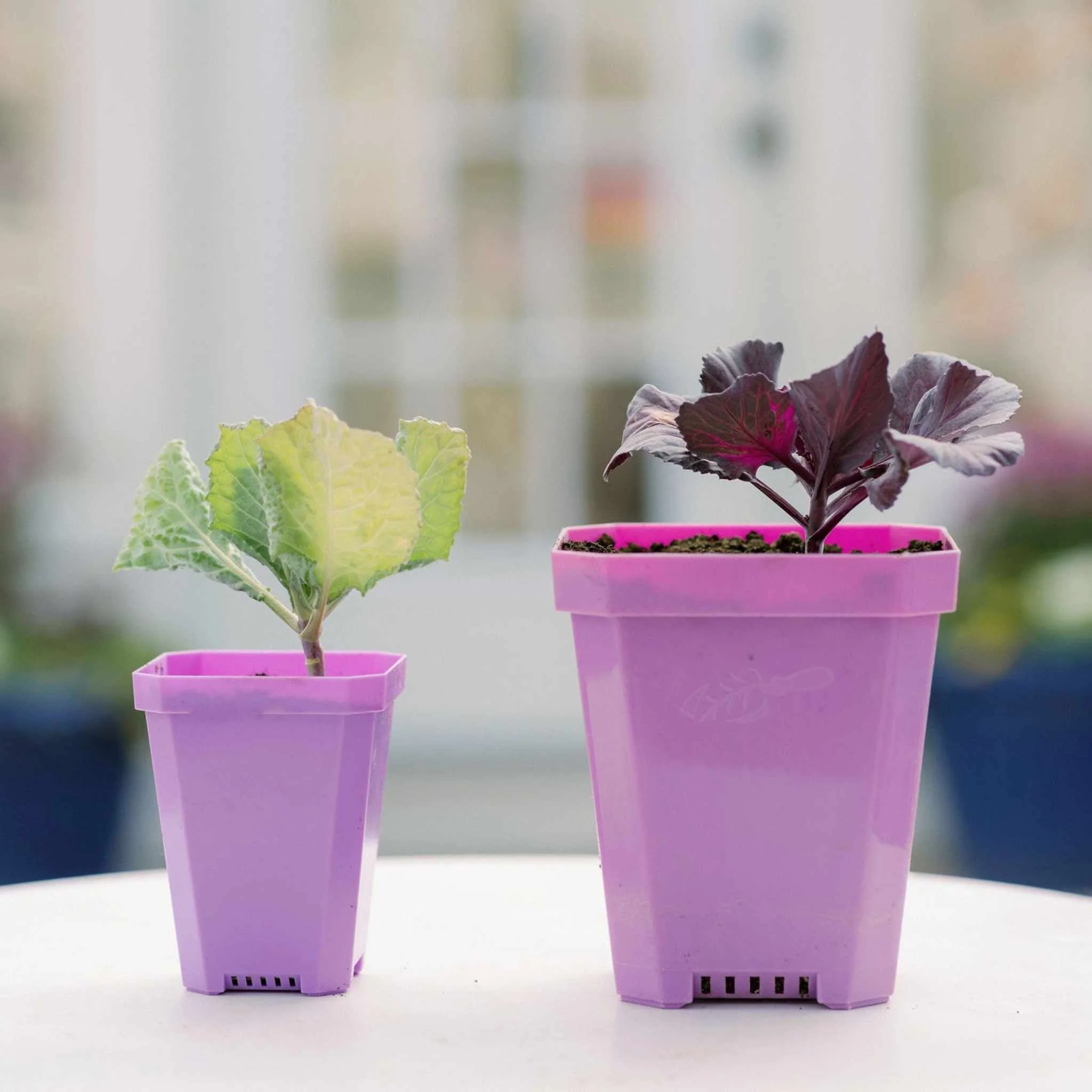 3.3" Heavy Duty Seed Starting Pots - Image 14