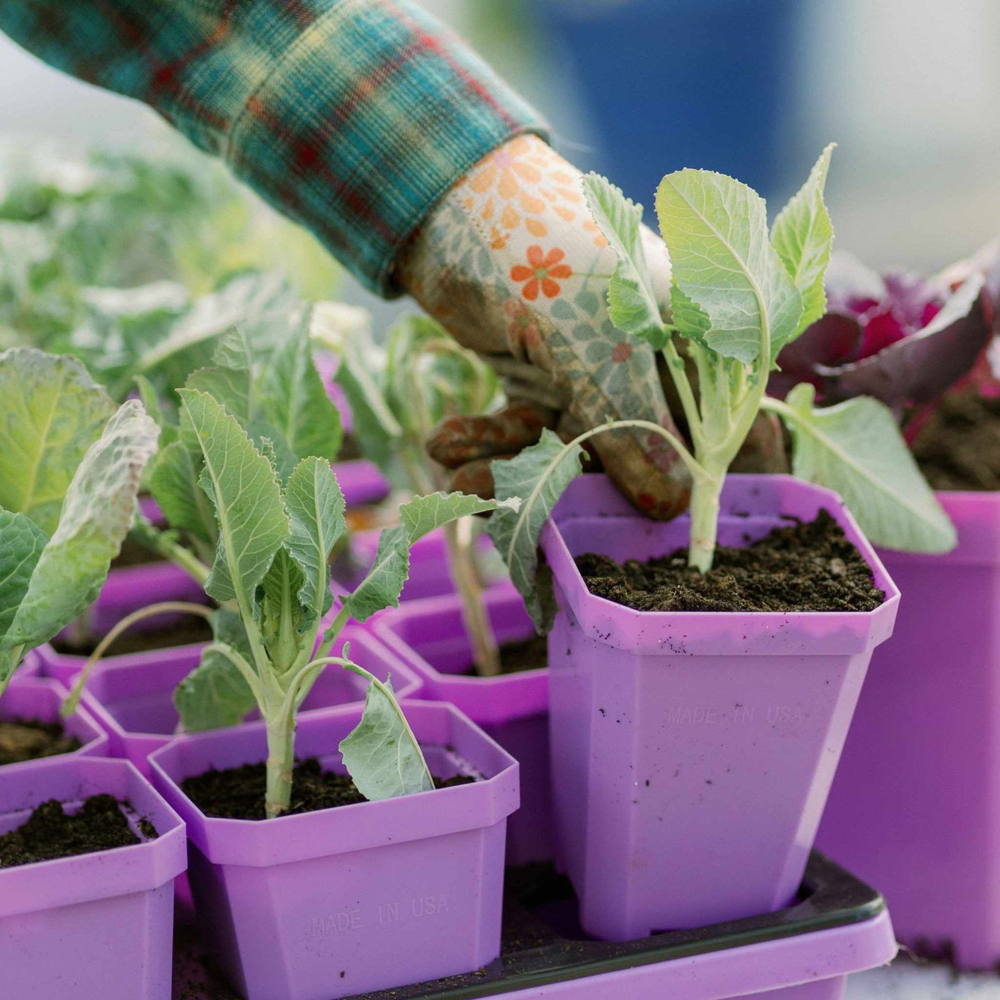 3.3" Heavy Duty Seed Starting Pots - Image 9