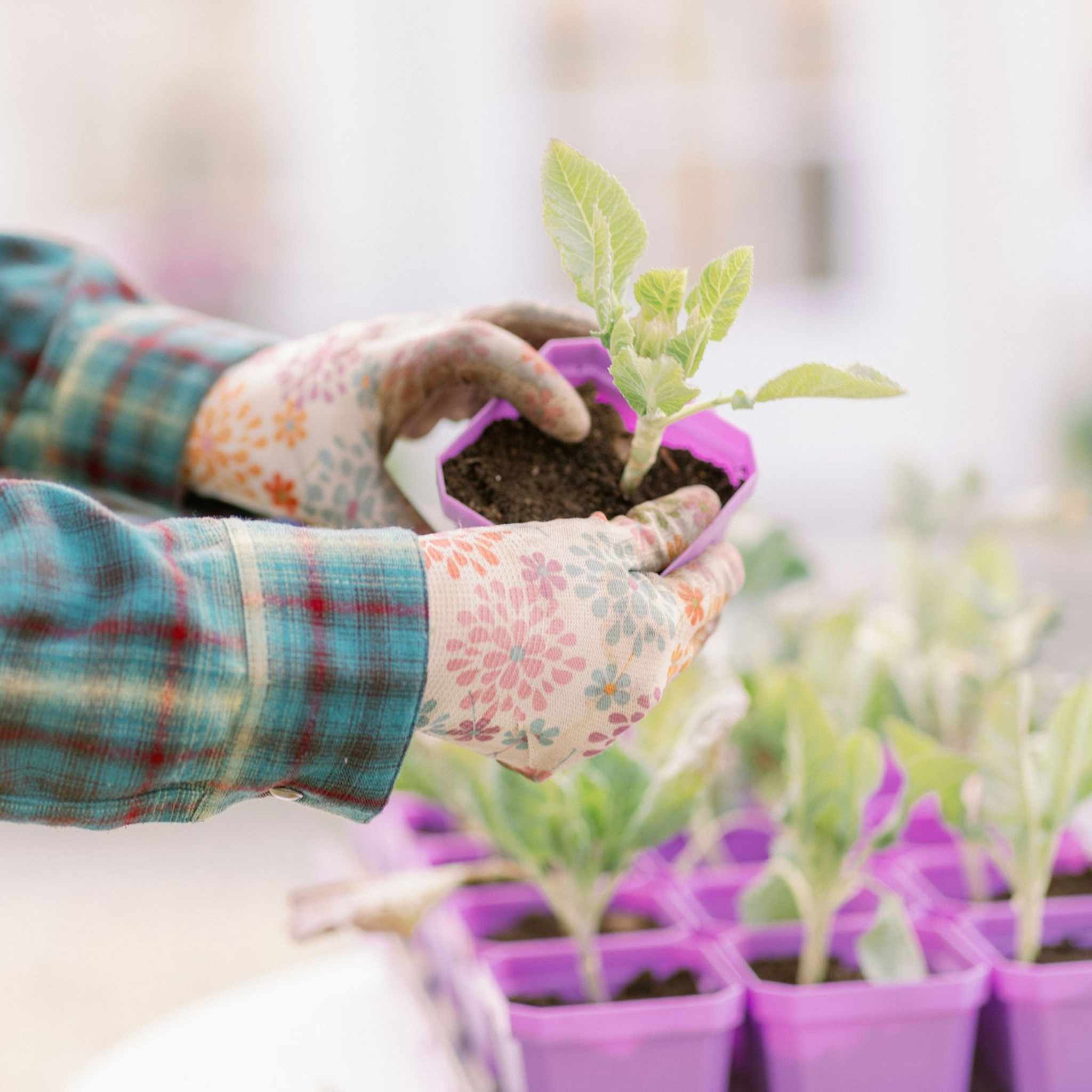 3.3" Heavy Duty Seed Starting Pots with Inserts - Image 5