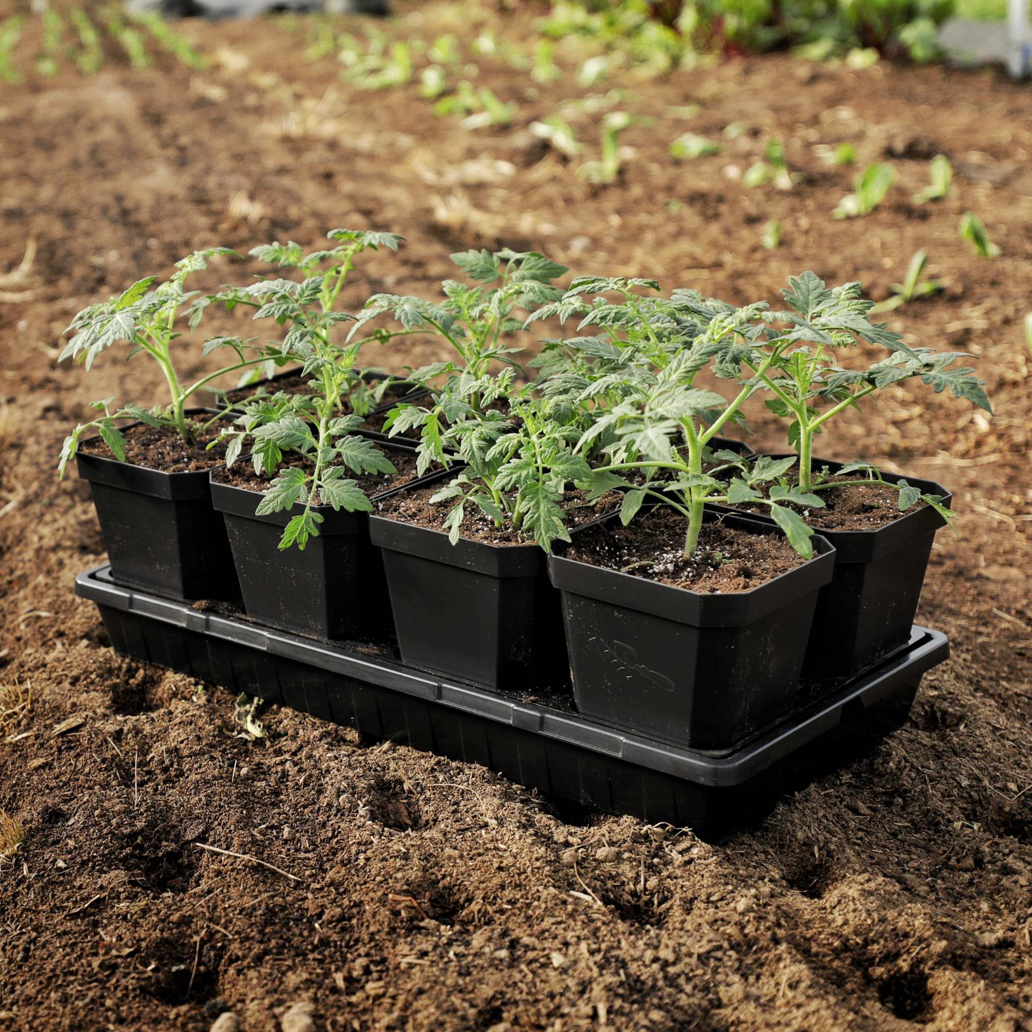 5" Nursery Pots with Insert Tray - Image 4