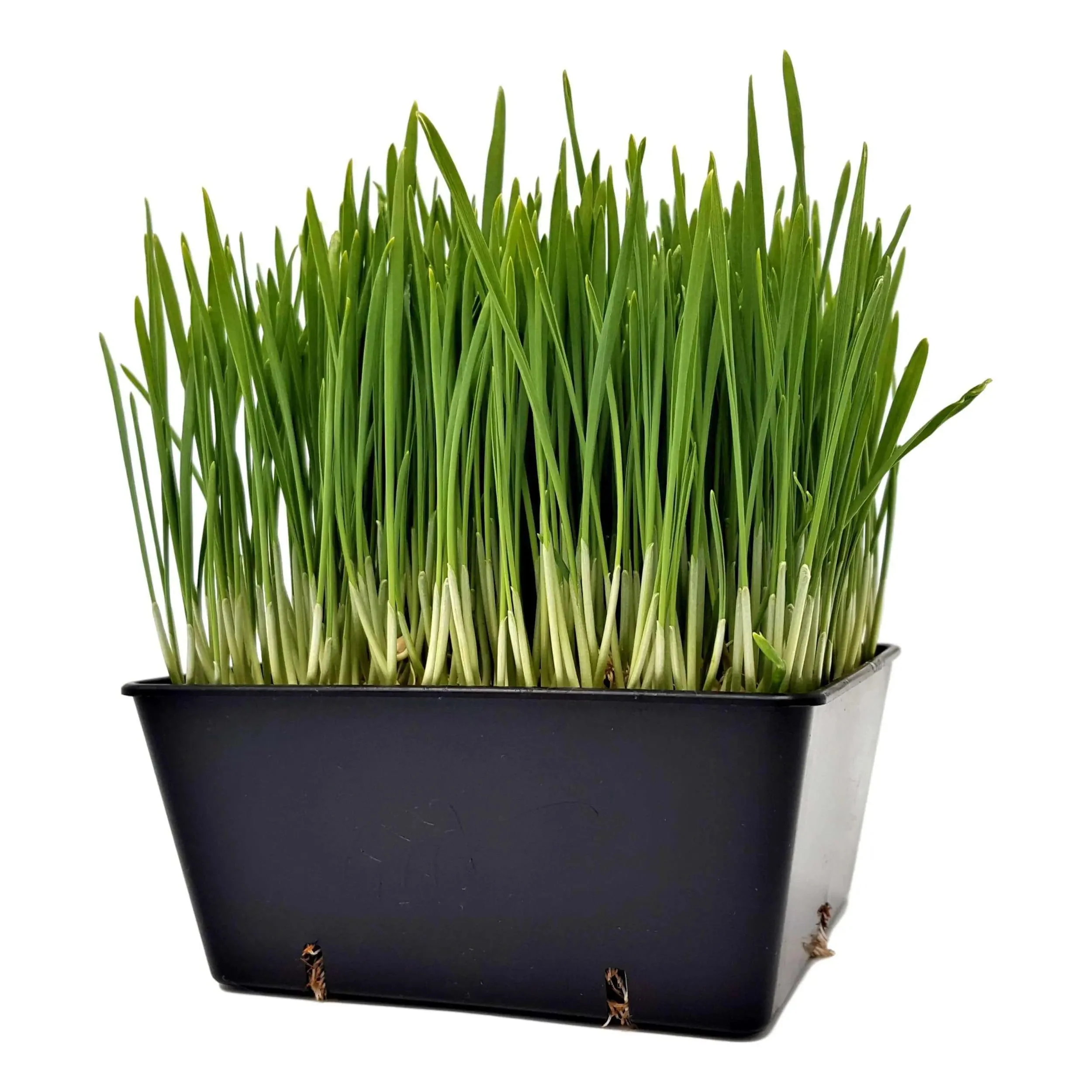 5x5 Deep Grow Tray Inserts - Image 13