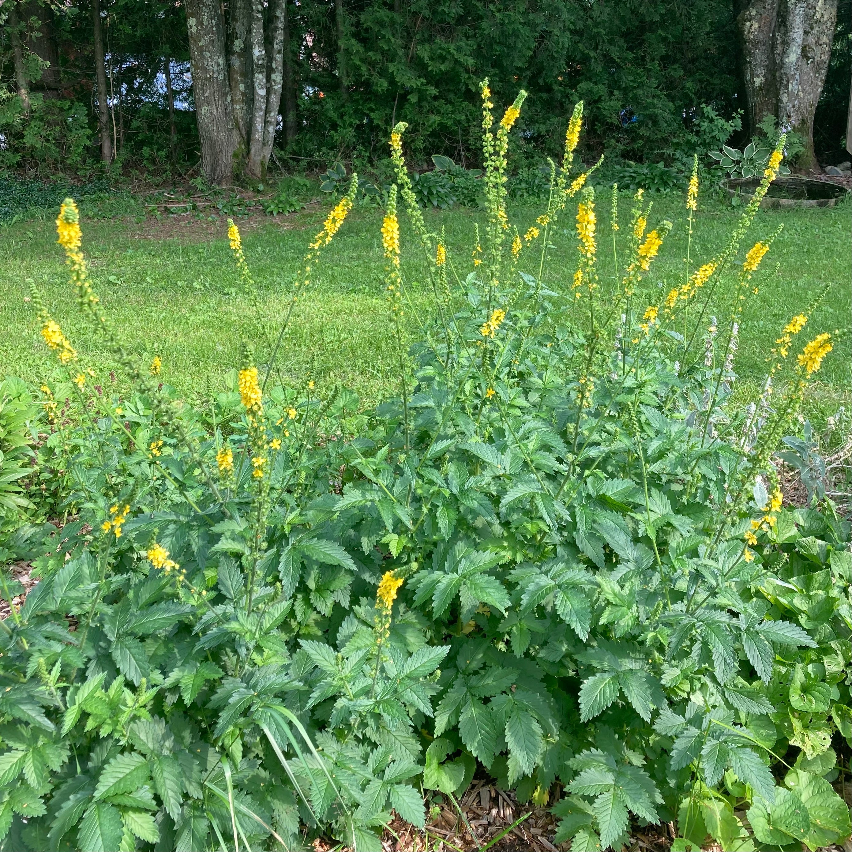 Agrimony (Agrimonia eupatoria) - Image 3