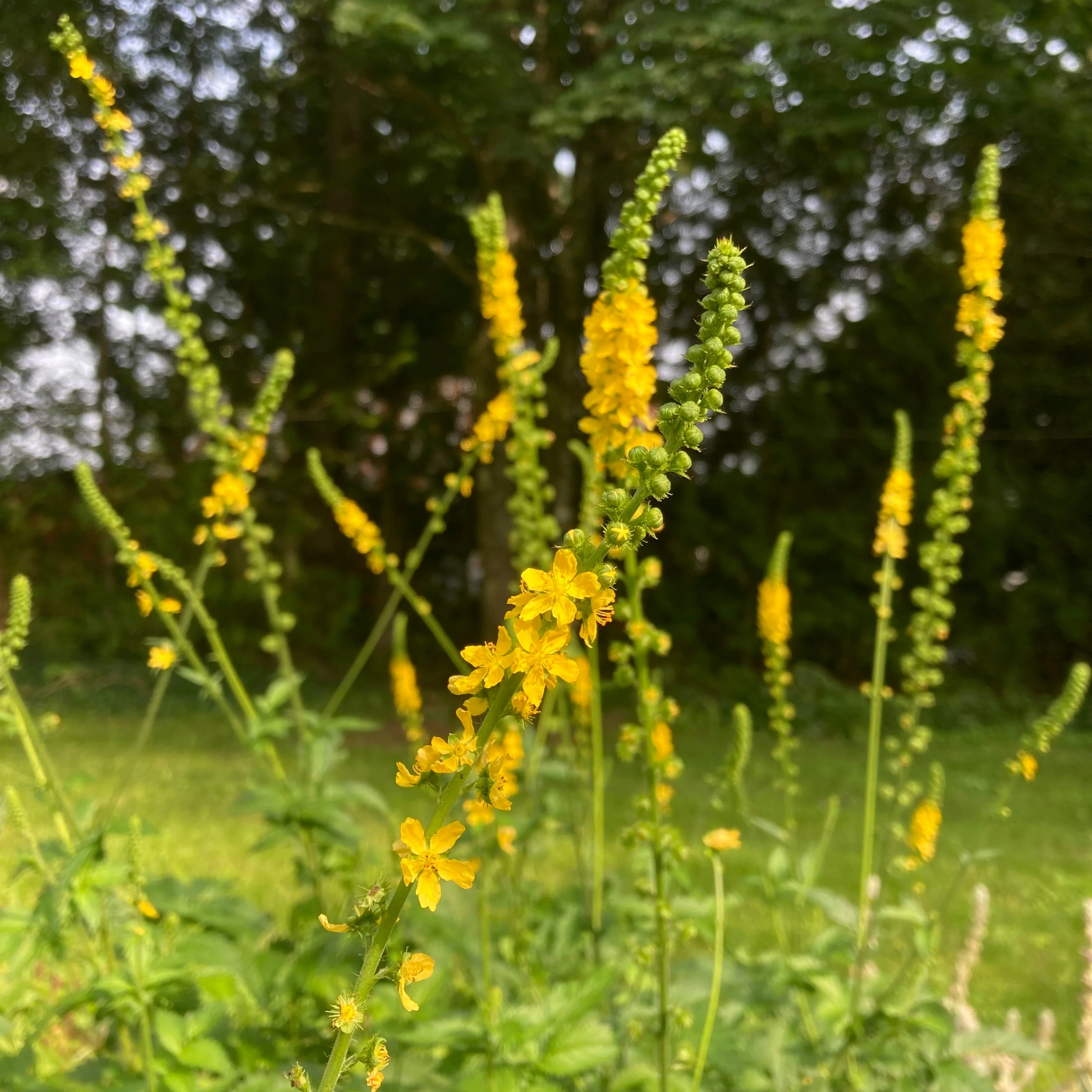 Agrimony (Agrimonia eupatoria) - Image 4