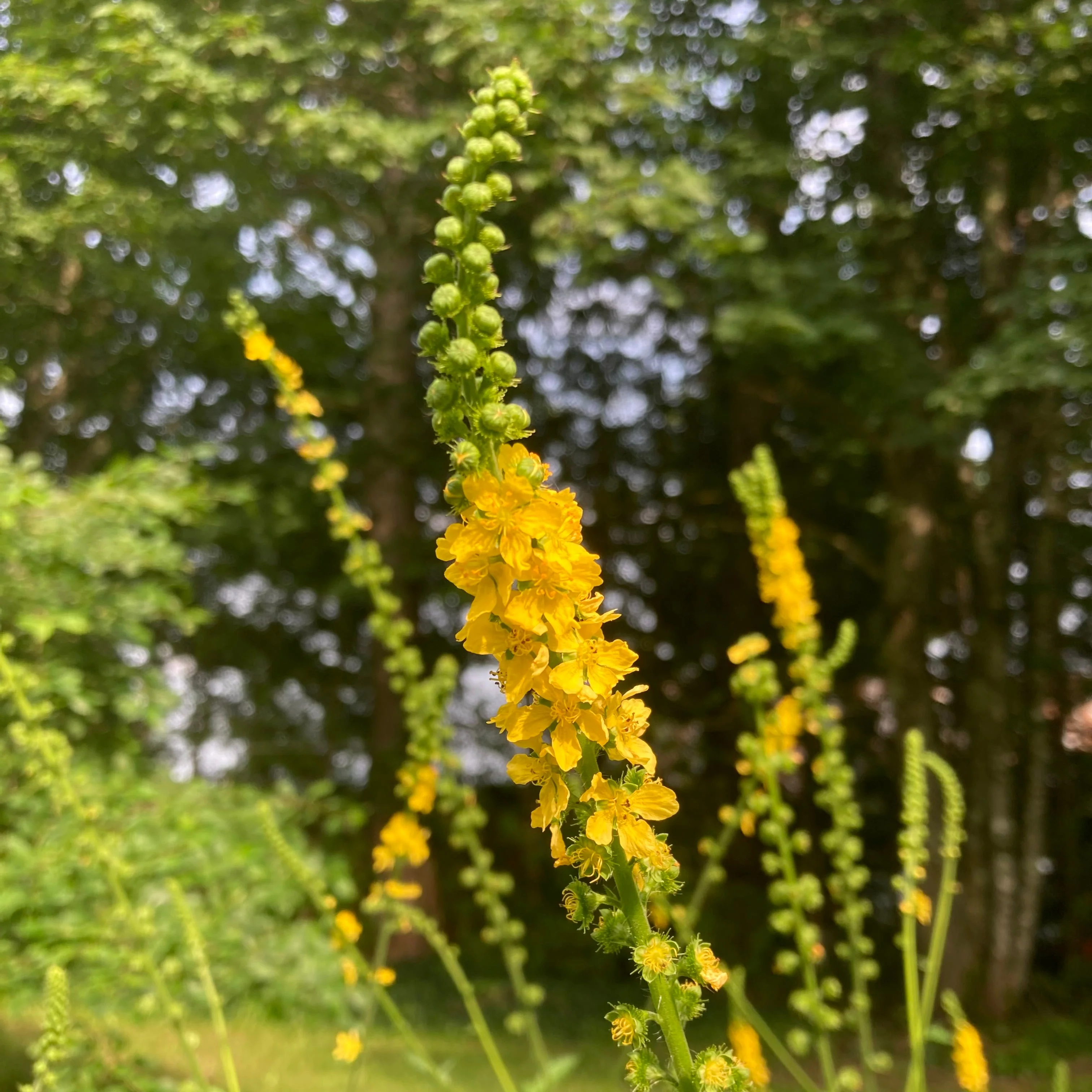 Agrimony (Agrimonia eupatoria) - Image 6