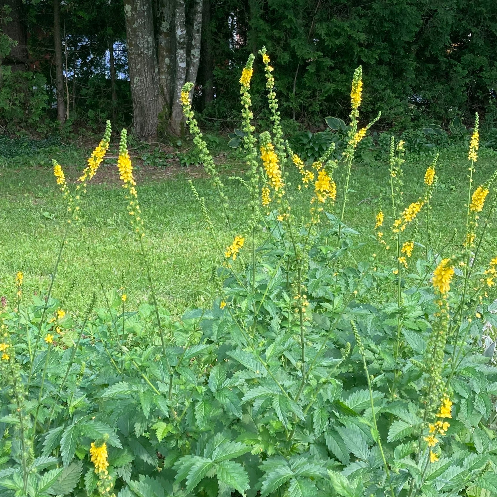 Agrimony (Agrimonia eupatoria) - Image 7