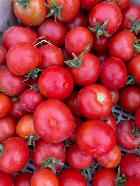 Alaska Tomato