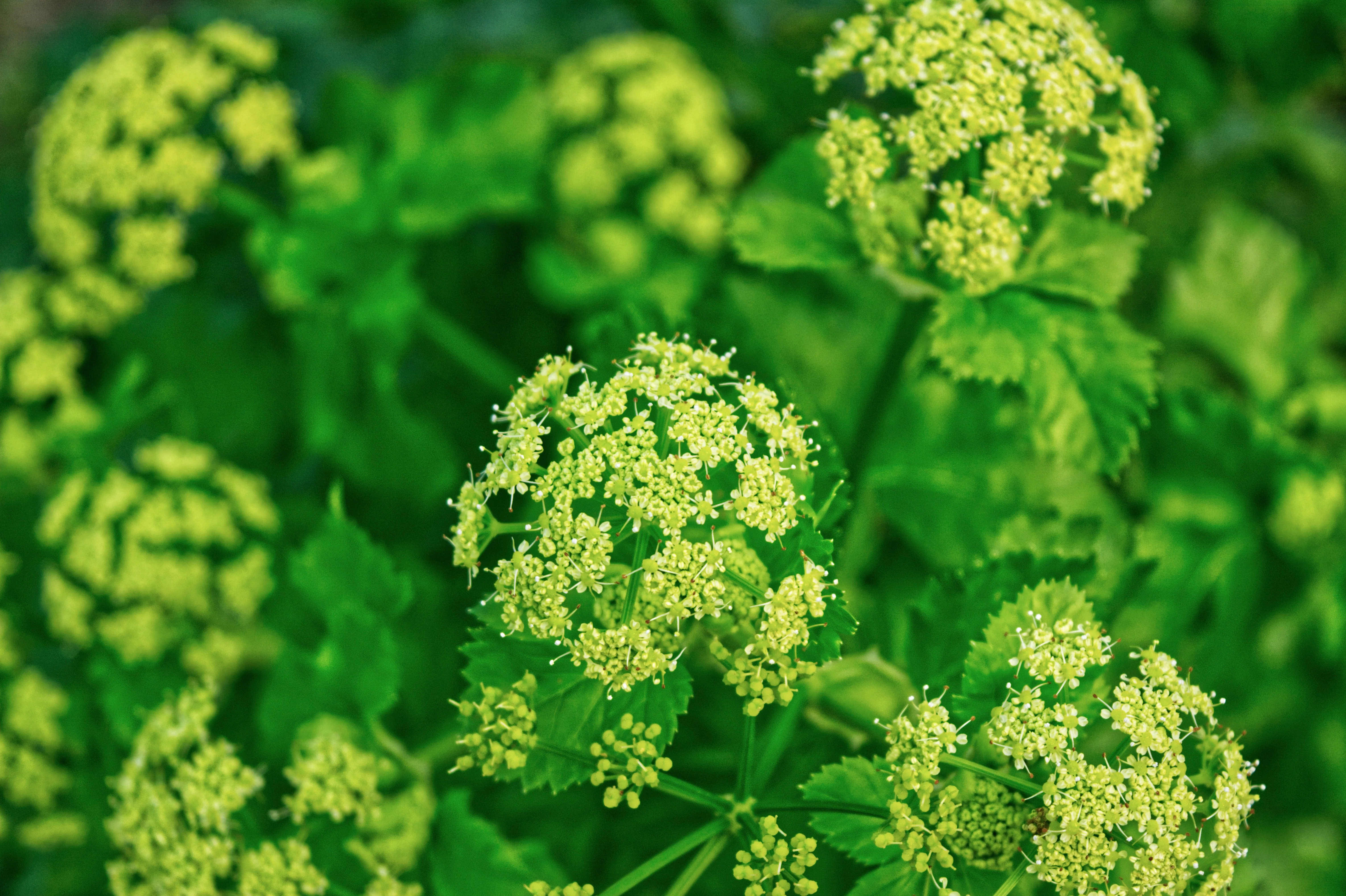 Alexanders, Golden (Zizia aurea) - Image 2
