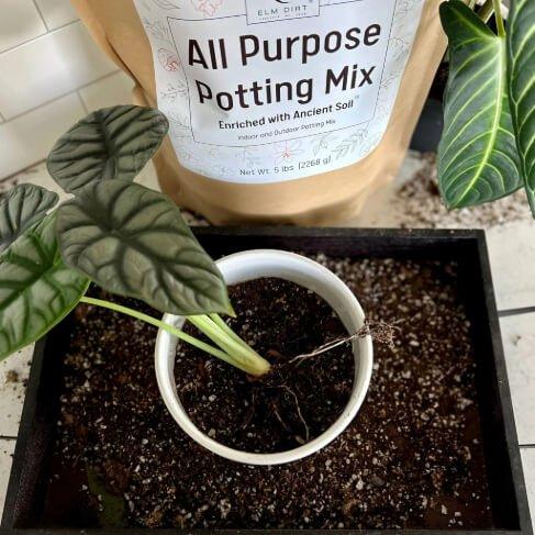 All-Purpose Soil Mix - Image 4