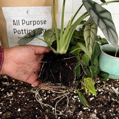 All-Purpose Soil Mix - Image 7