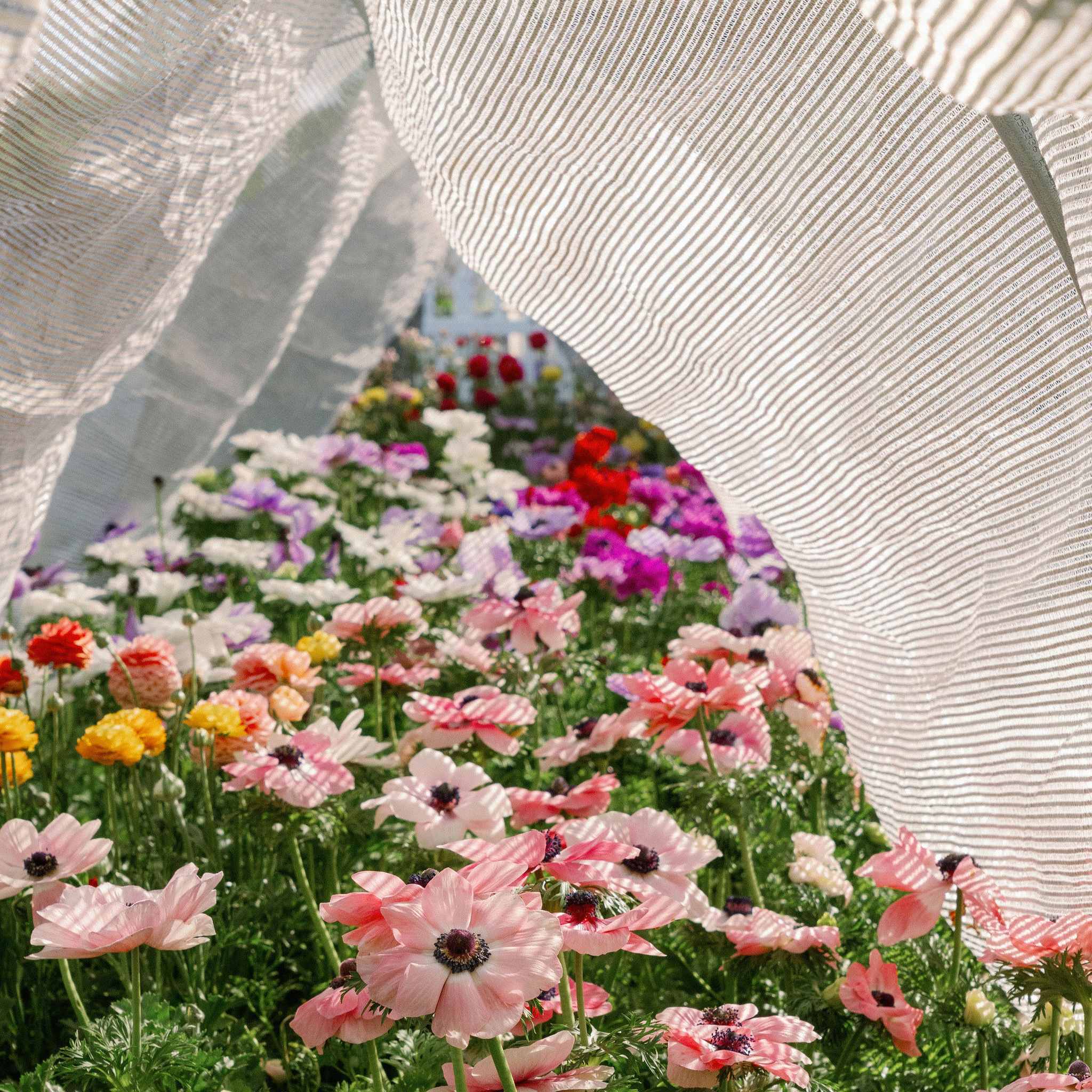 Greenhouse Aluminum White Shade Cloth- 50% - Image 3