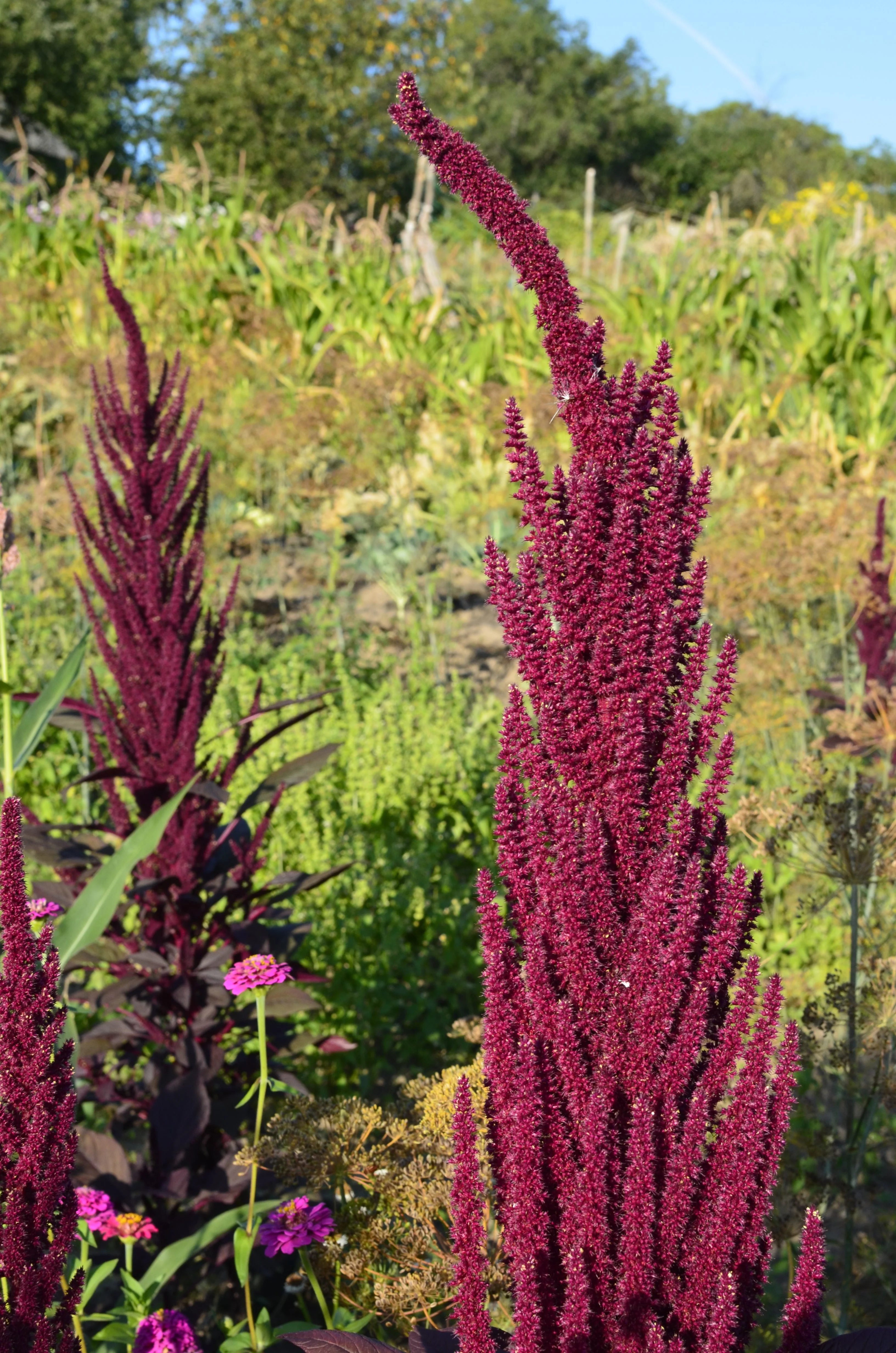 Amaranth, Culinary Mix (Amaranthus cruentus) - Image 2