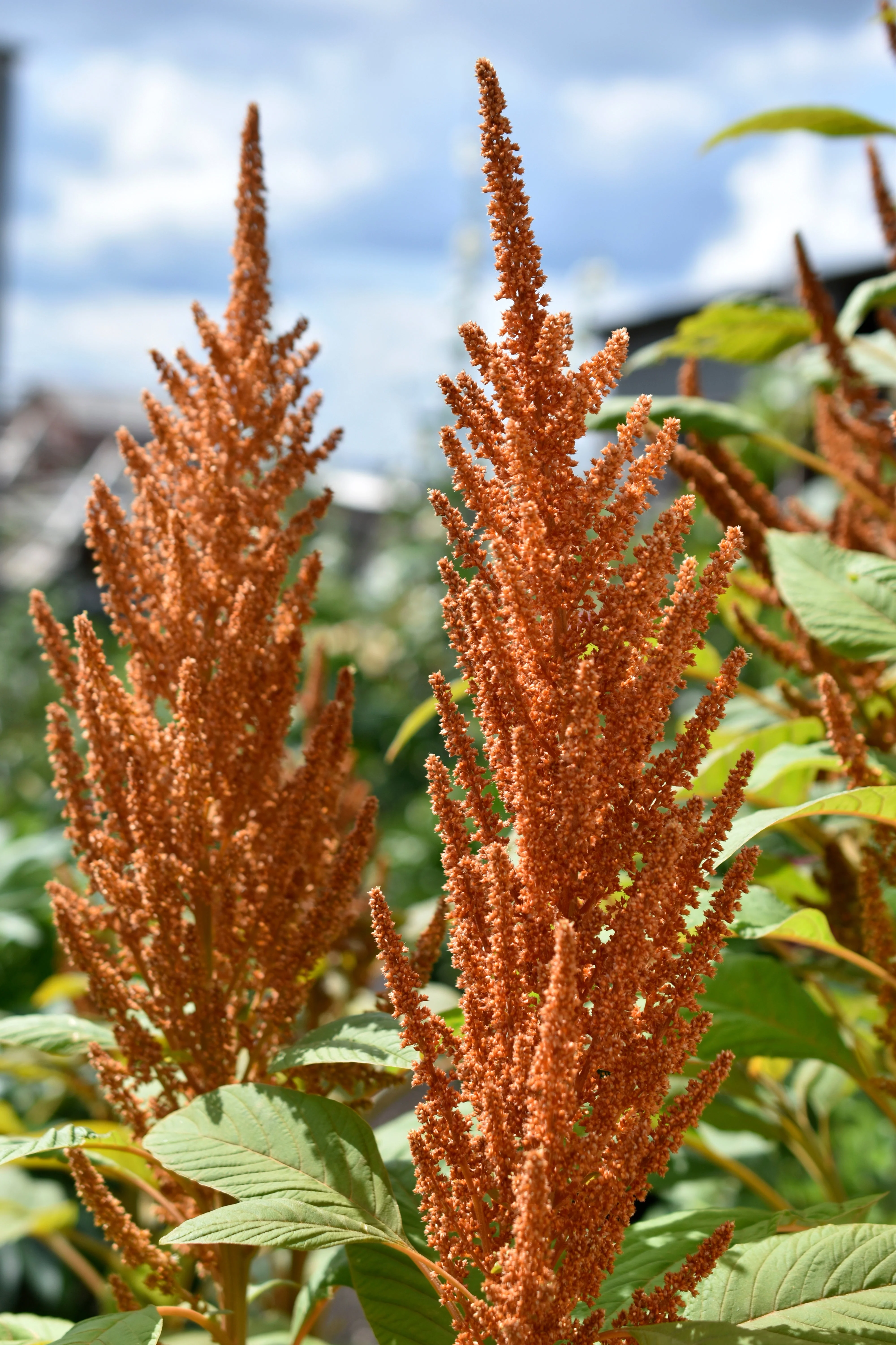 Amaranth, Culinary Mix (Amaranthus cruentus) - Image 3