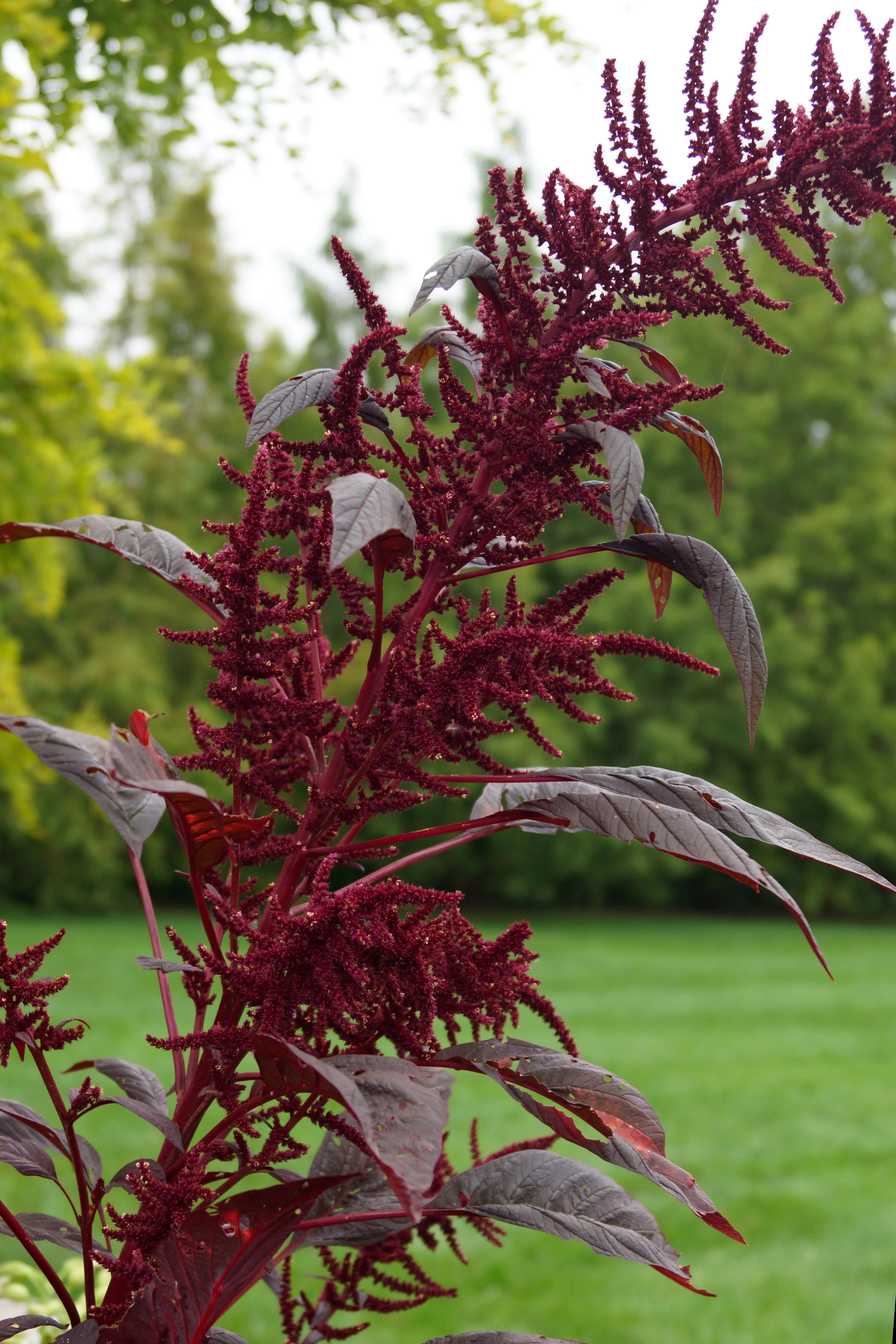 Amaranth, Hopi Red Dye (Amaranthus cruentus) - Image 2