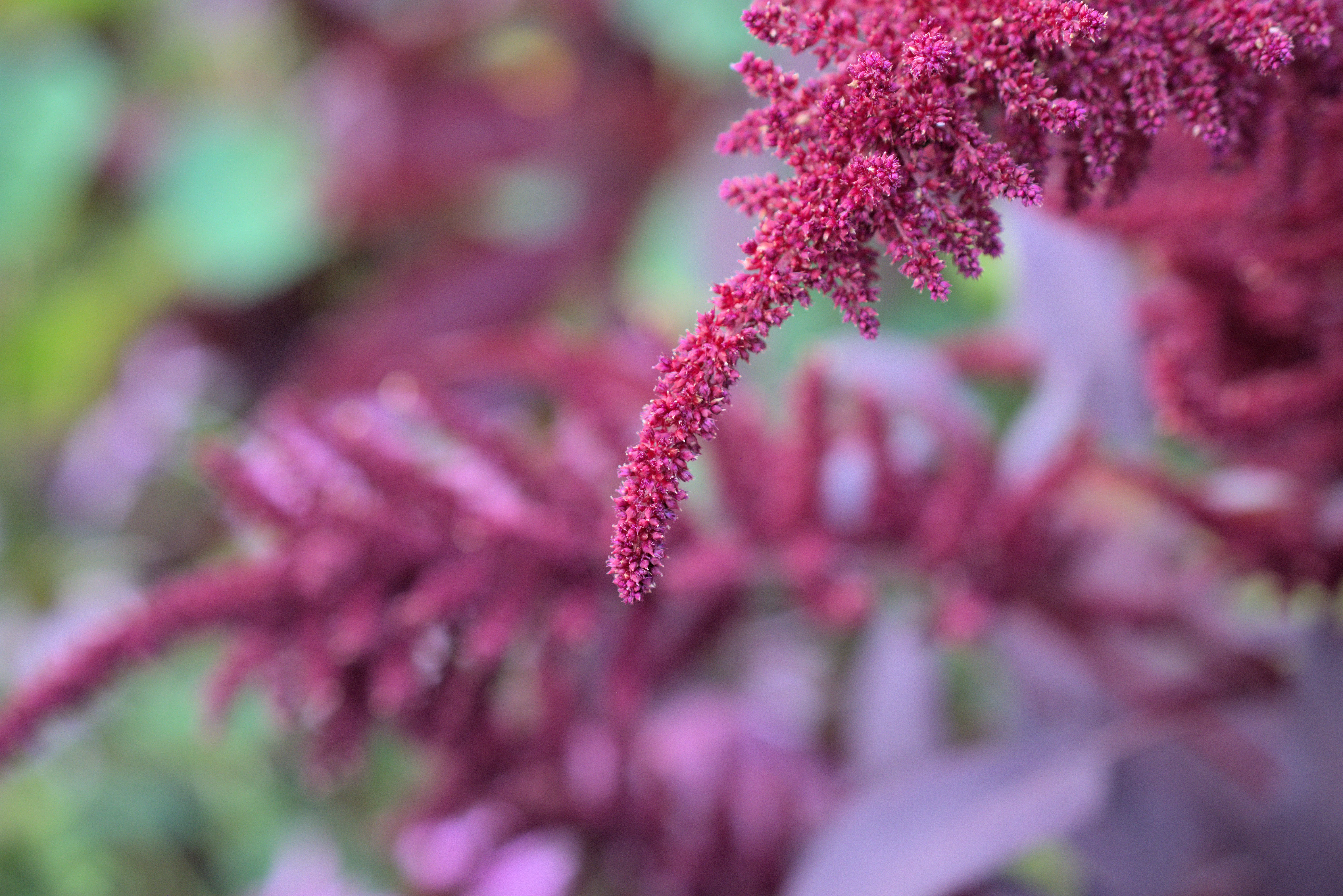Amaranth, Hopi Red Dye (Amaranthus cruentus) - Image 3