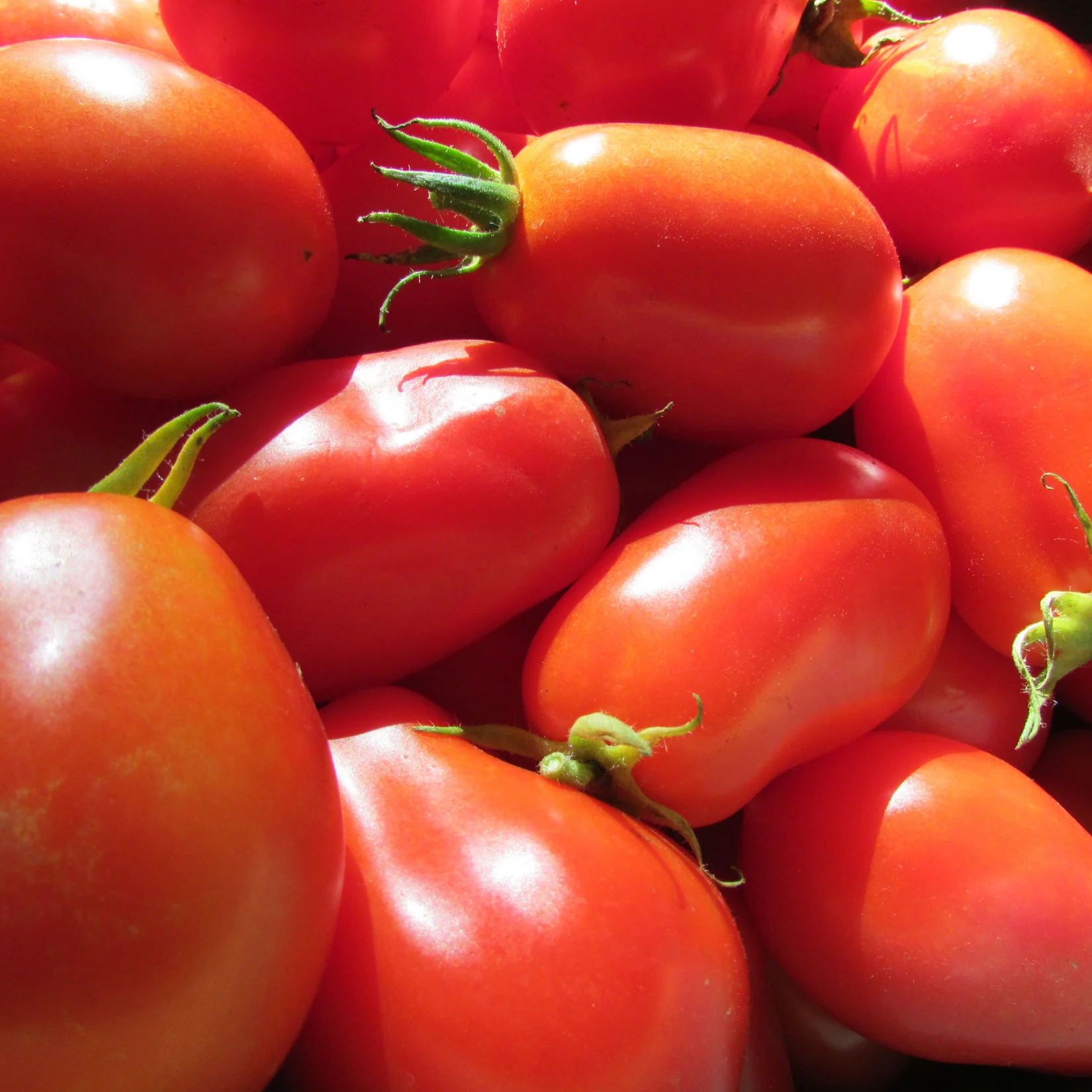 Amish Paste Tomato