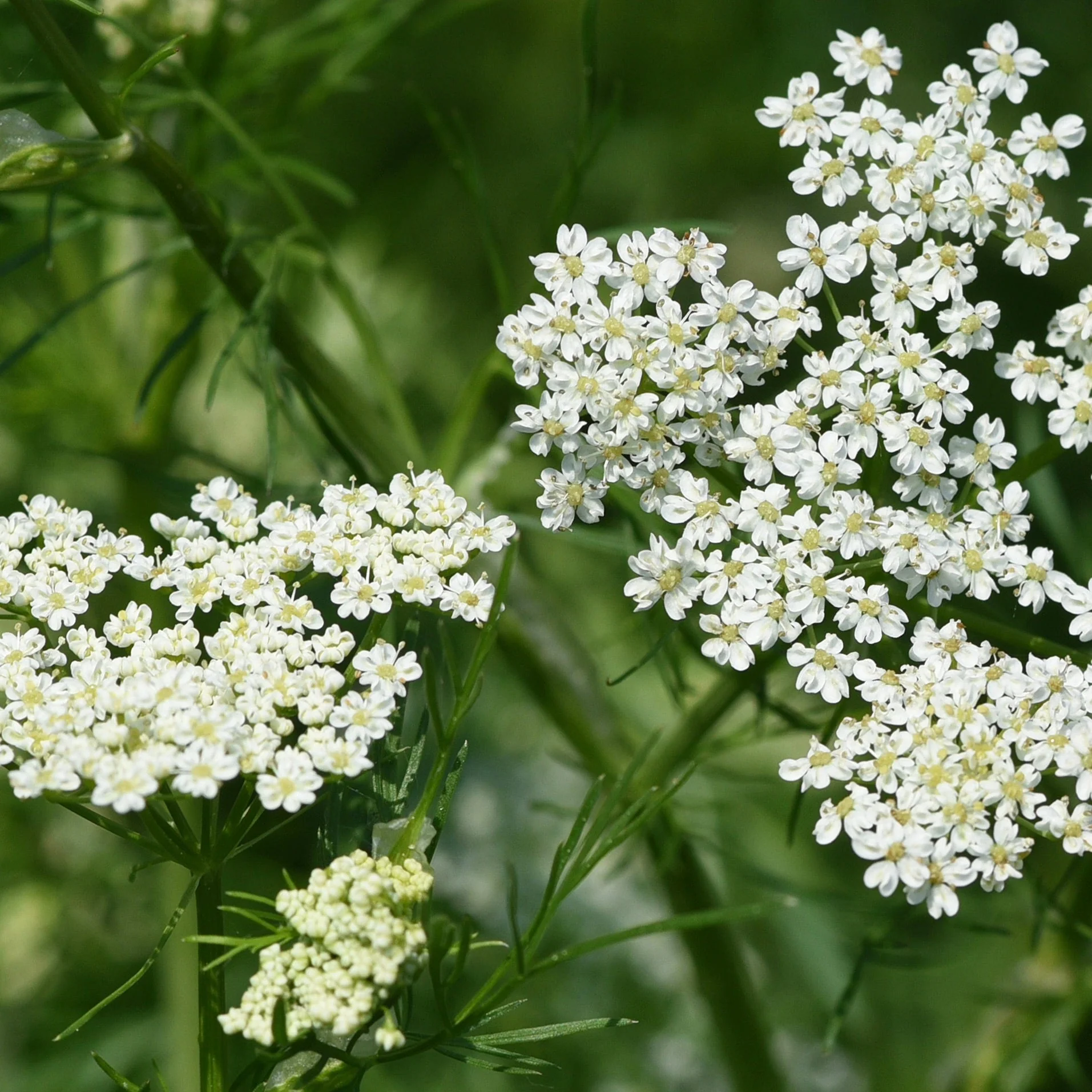 Anise Seed (Pimpinella anisum)