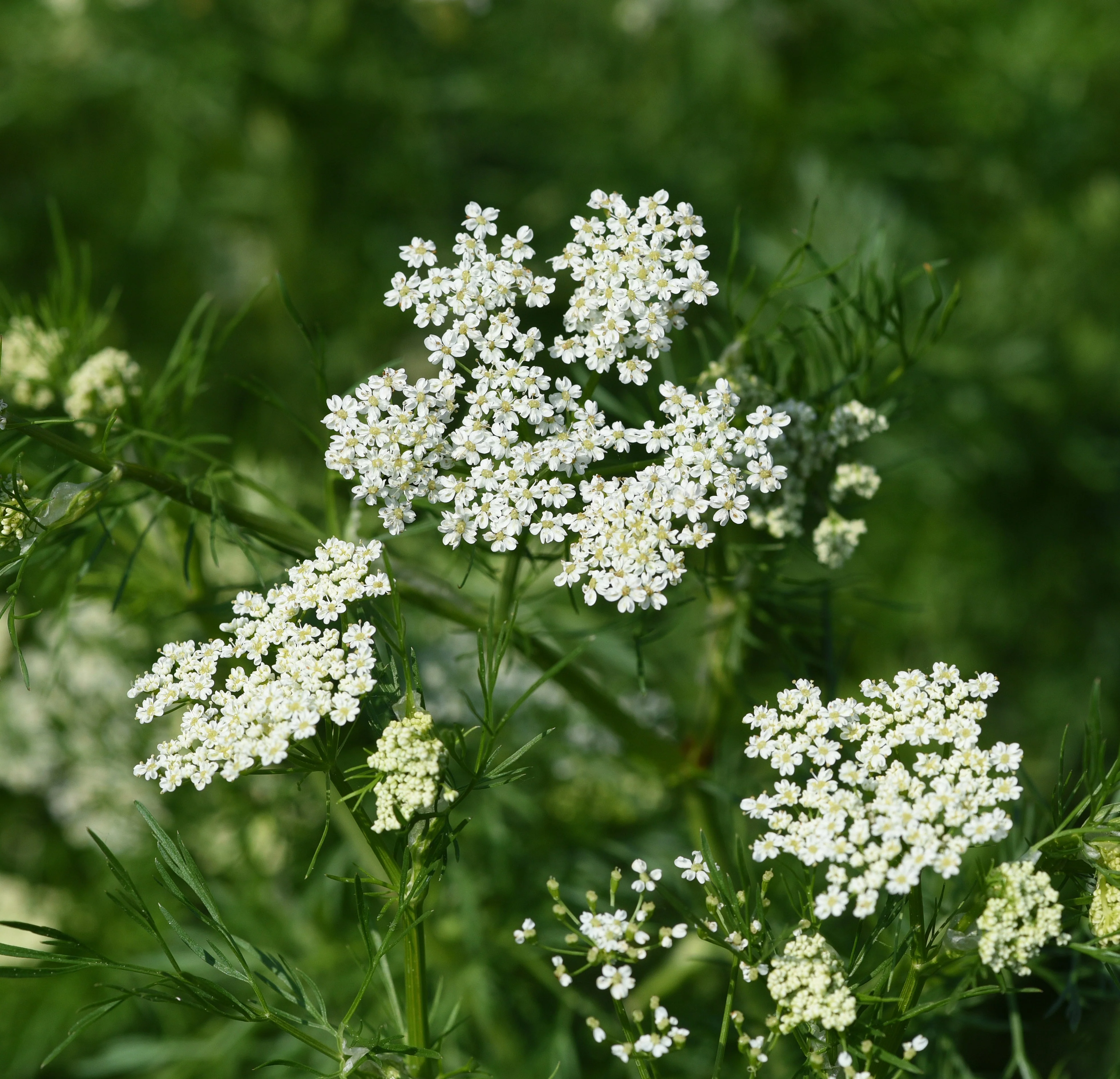 Anise Seed (Pimpinella anisum) - Image 3