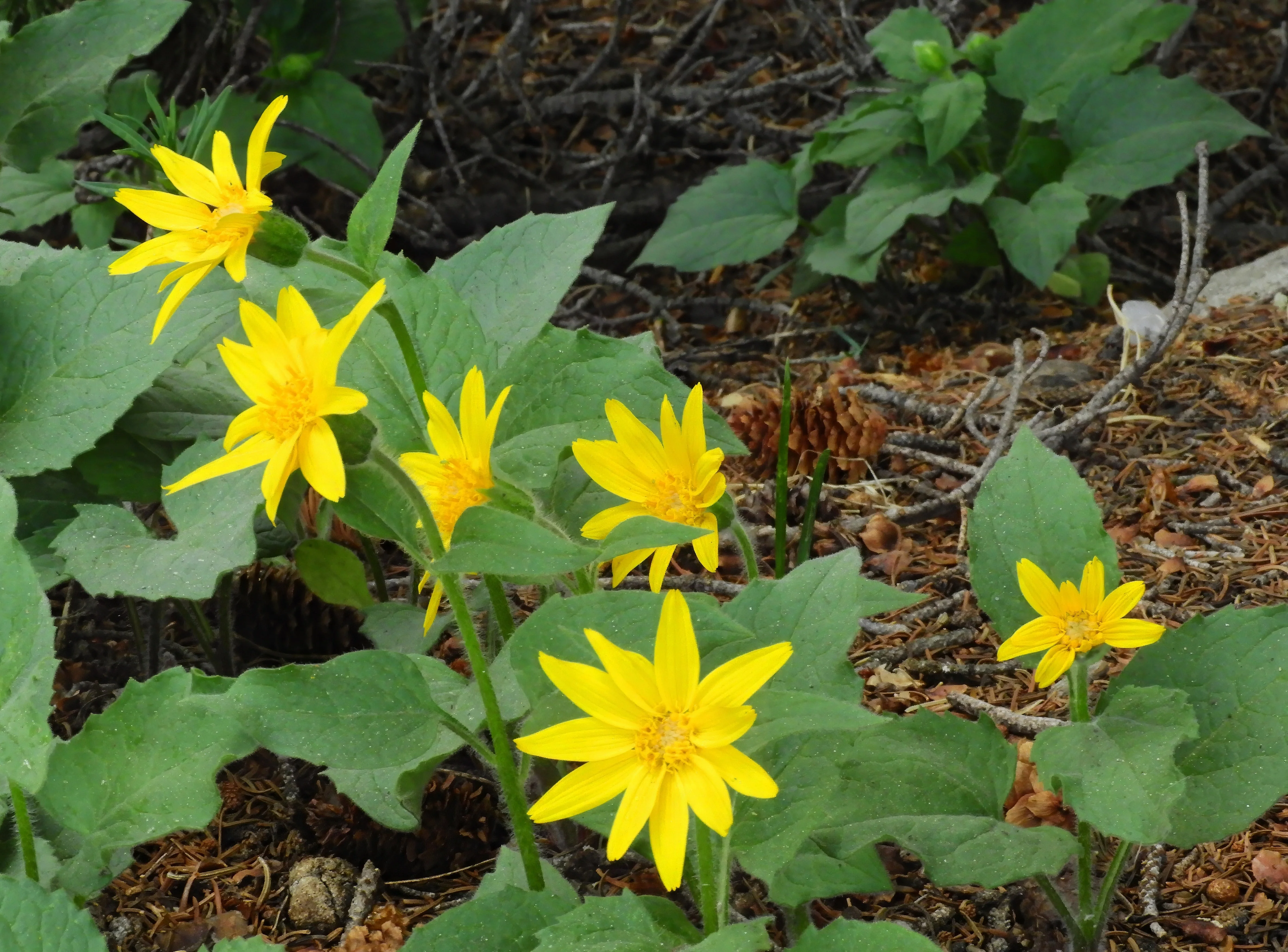 Arnica, Heartleaf (Arnica cordifolia) - Image 2