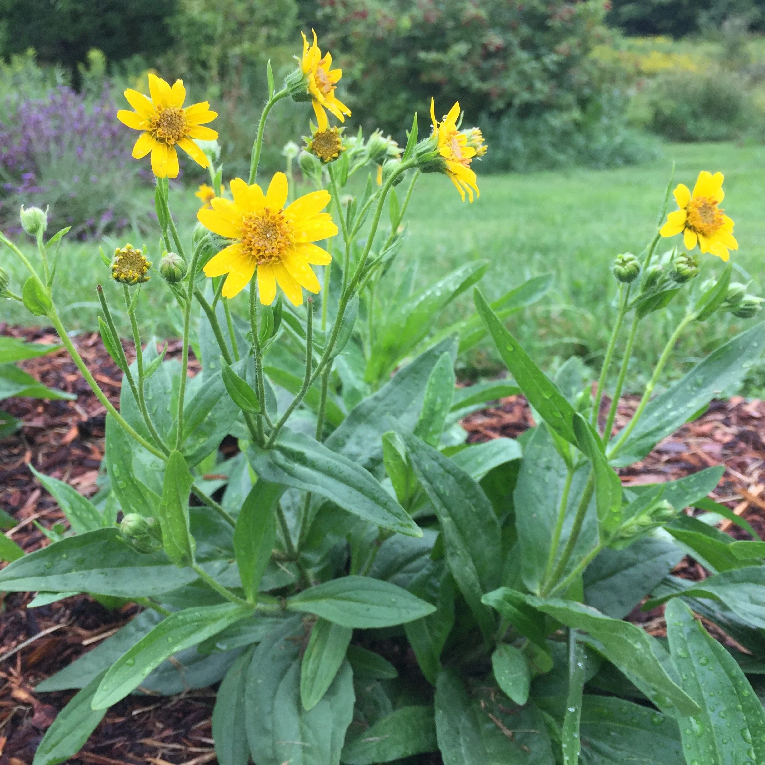 Arnica, Meadow (Arnica chamissonis) - Image 3