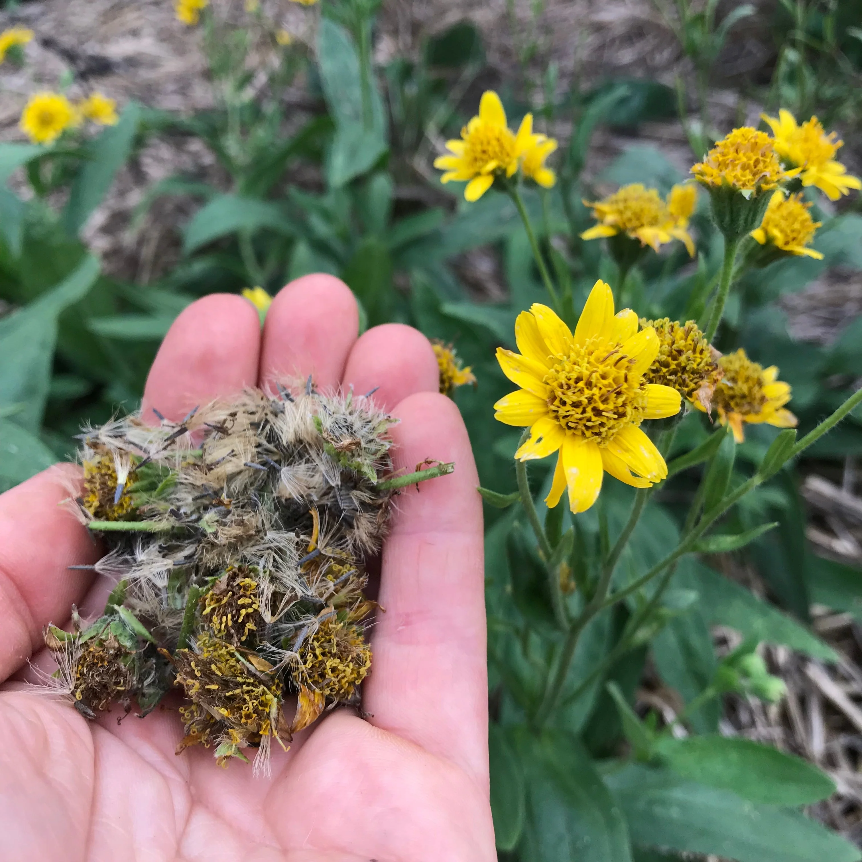 Arnica, Meadow (Arnica chamissonis) - Image 4