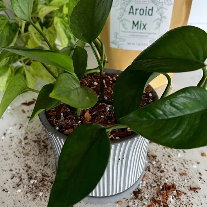 Premium Aroid Mix For Tropical Plants - Image 4