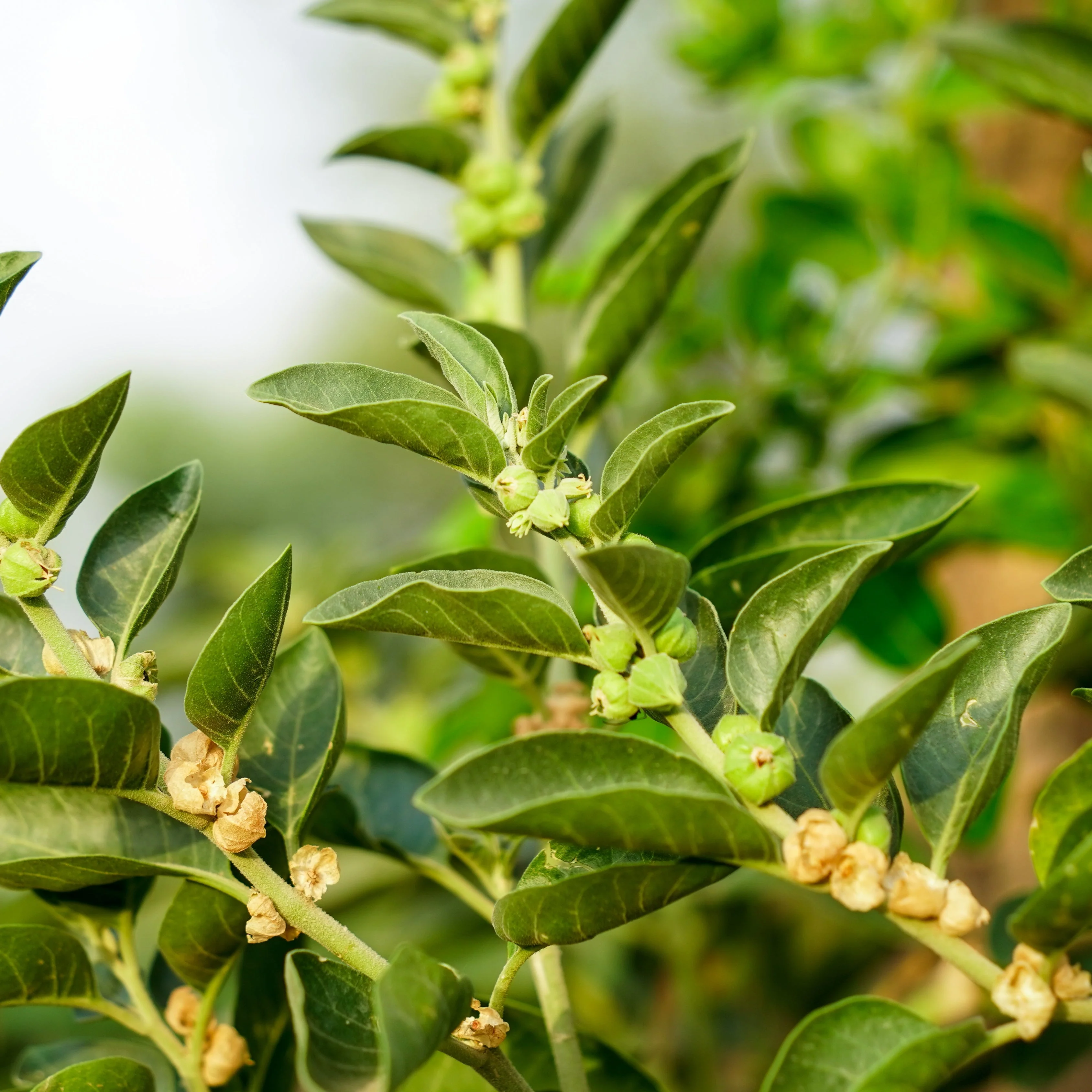 Ashwagandha (Withania somnifera) - Image 3