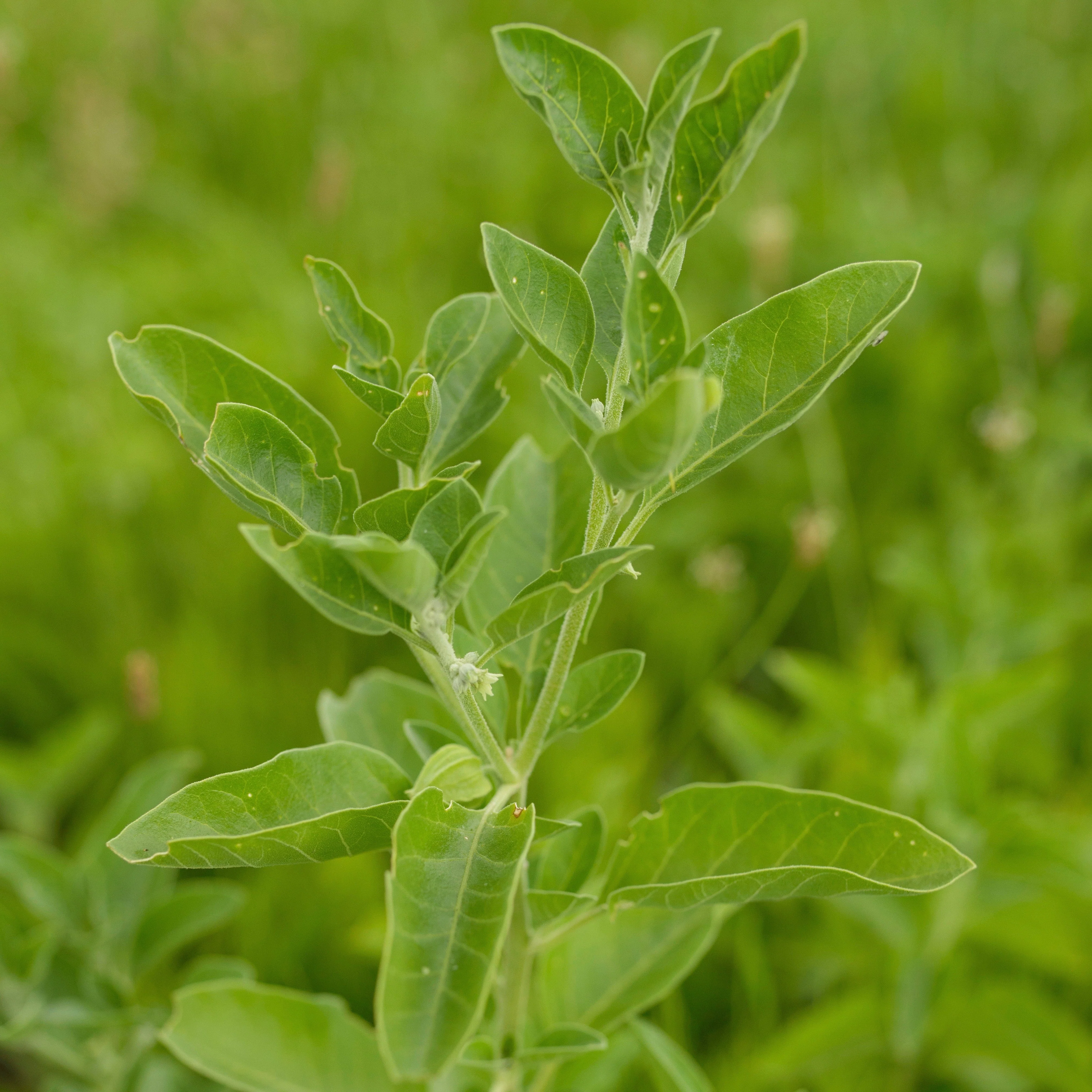 Ashwagandha (Withania somnifera) - Image 5
