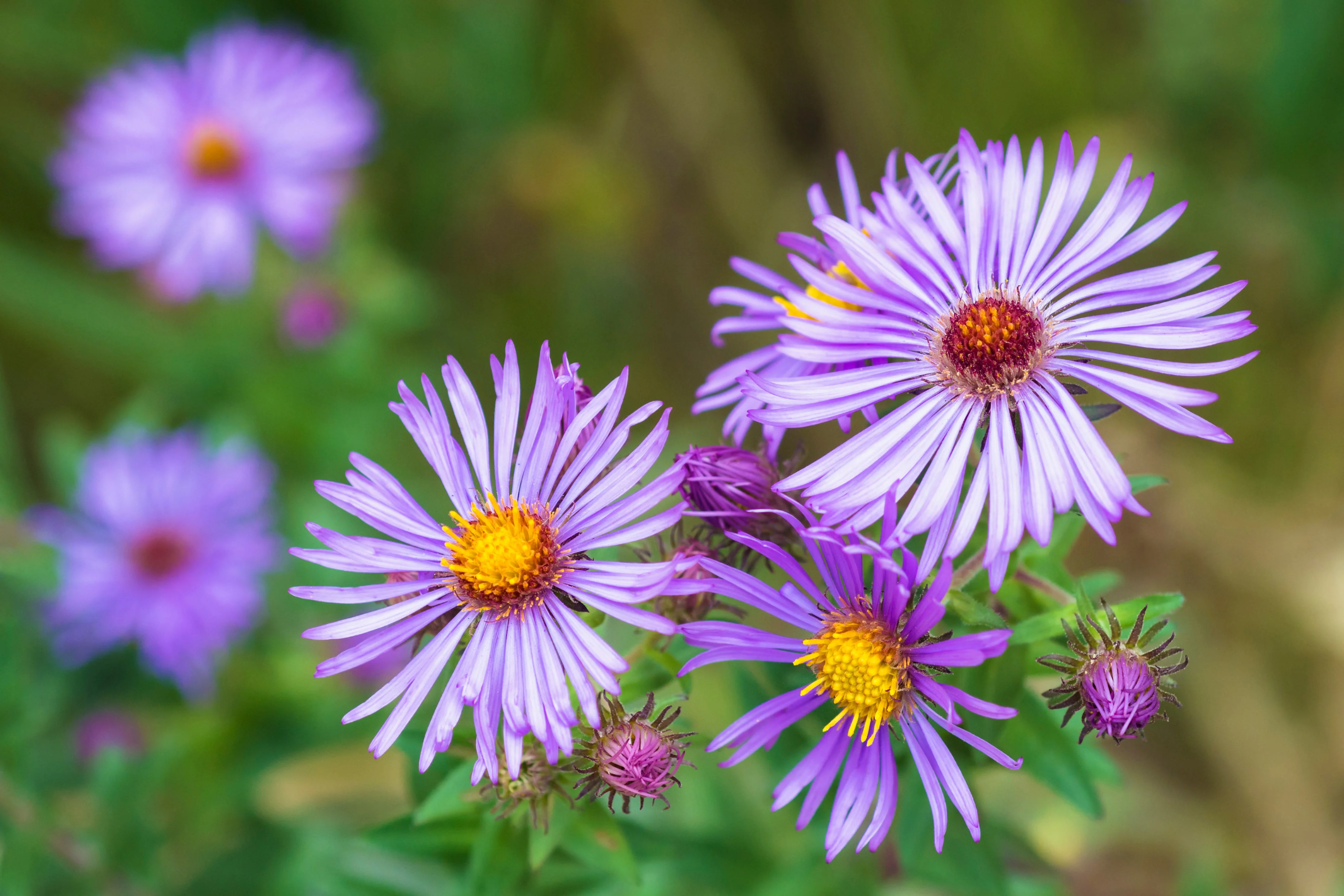 Aster, New England (Symphyotrichum novae-angliae) - Image 2