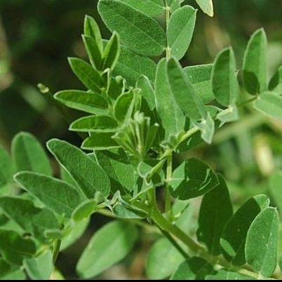 Astragalus aka Huang Qi (Astragulus membranaceus) - Image 3