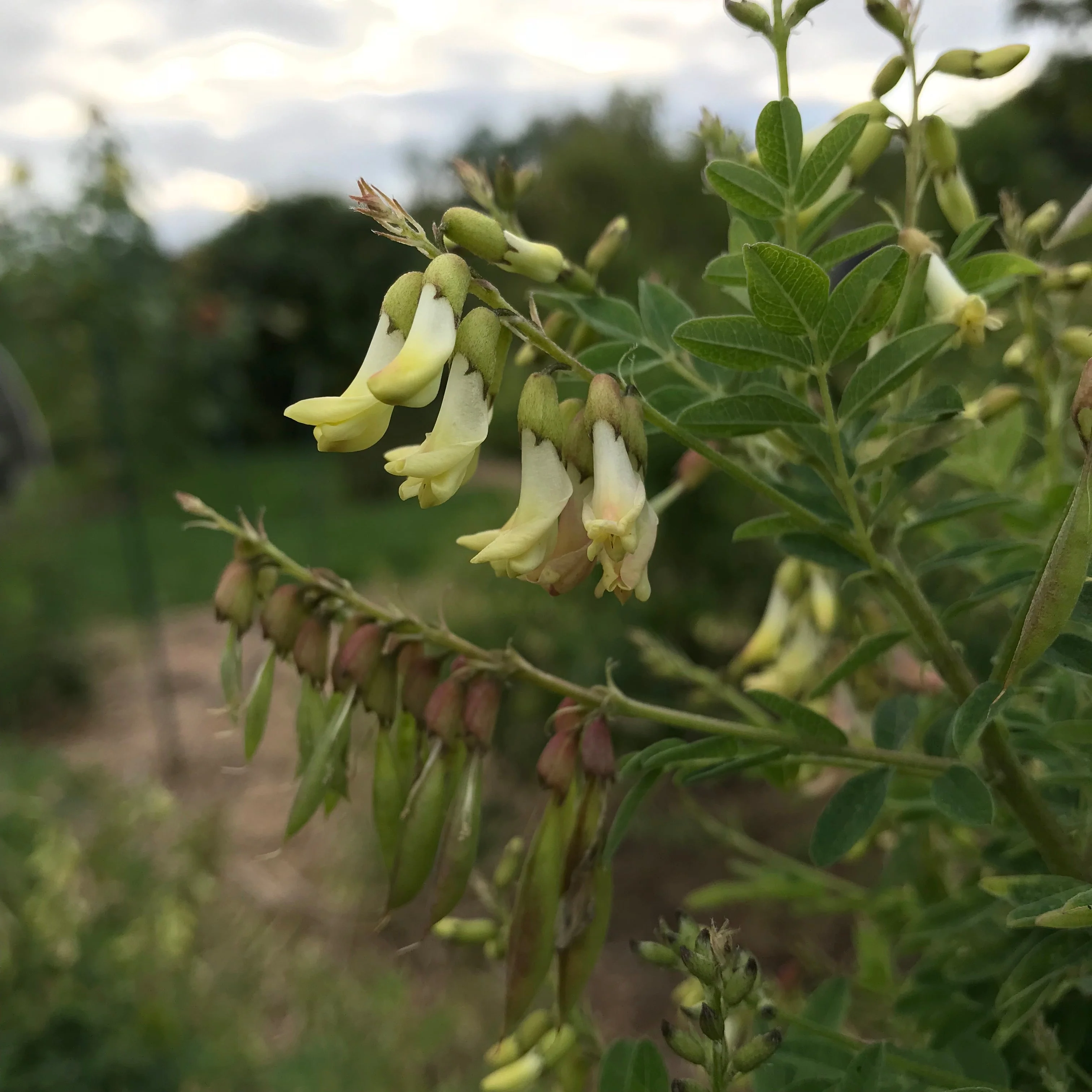 Astragalus aka Huang Qi (Astragulus membranaceus) - Image 5