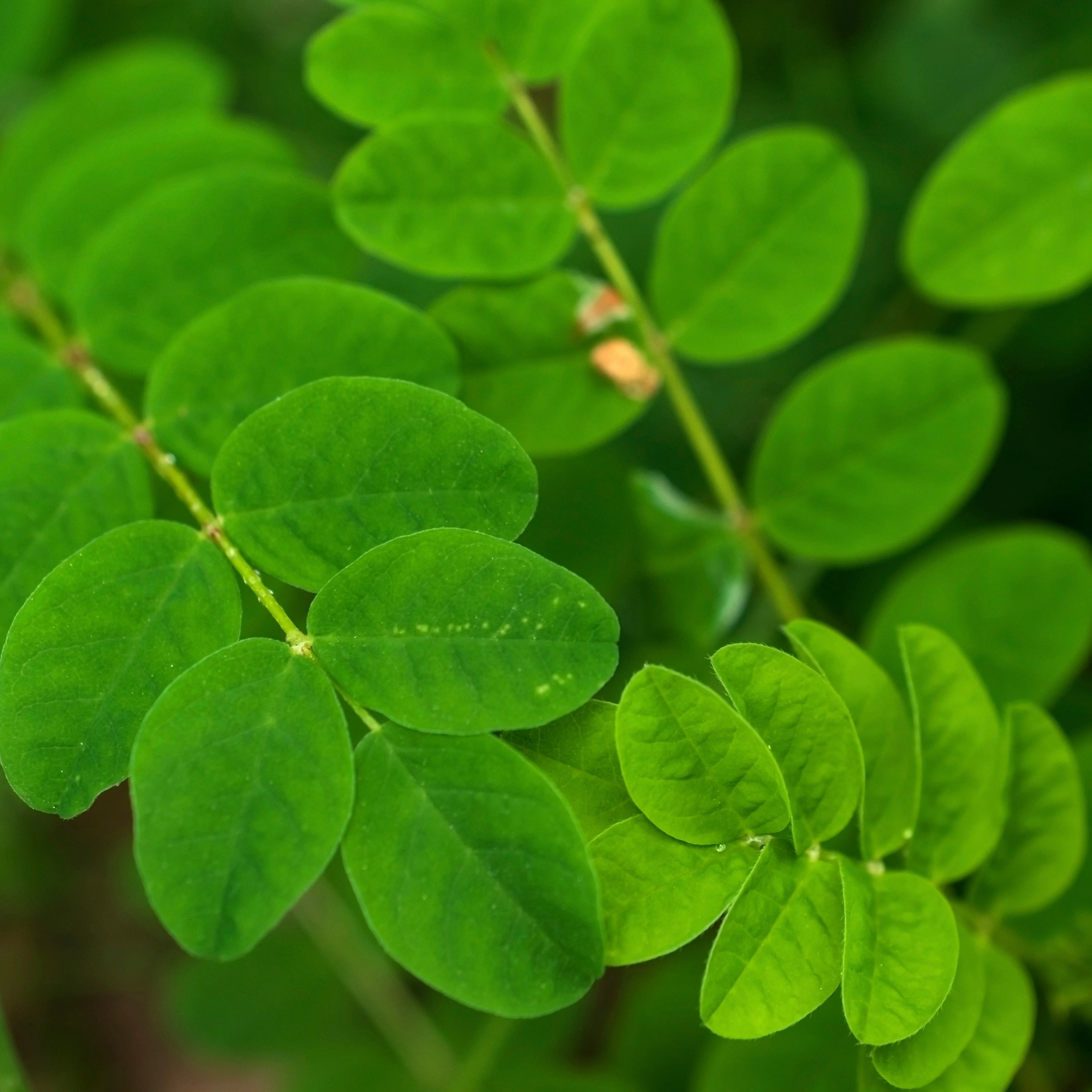 Astragalus aka Huang Qi (Astragulus membranaceus) - Image 6