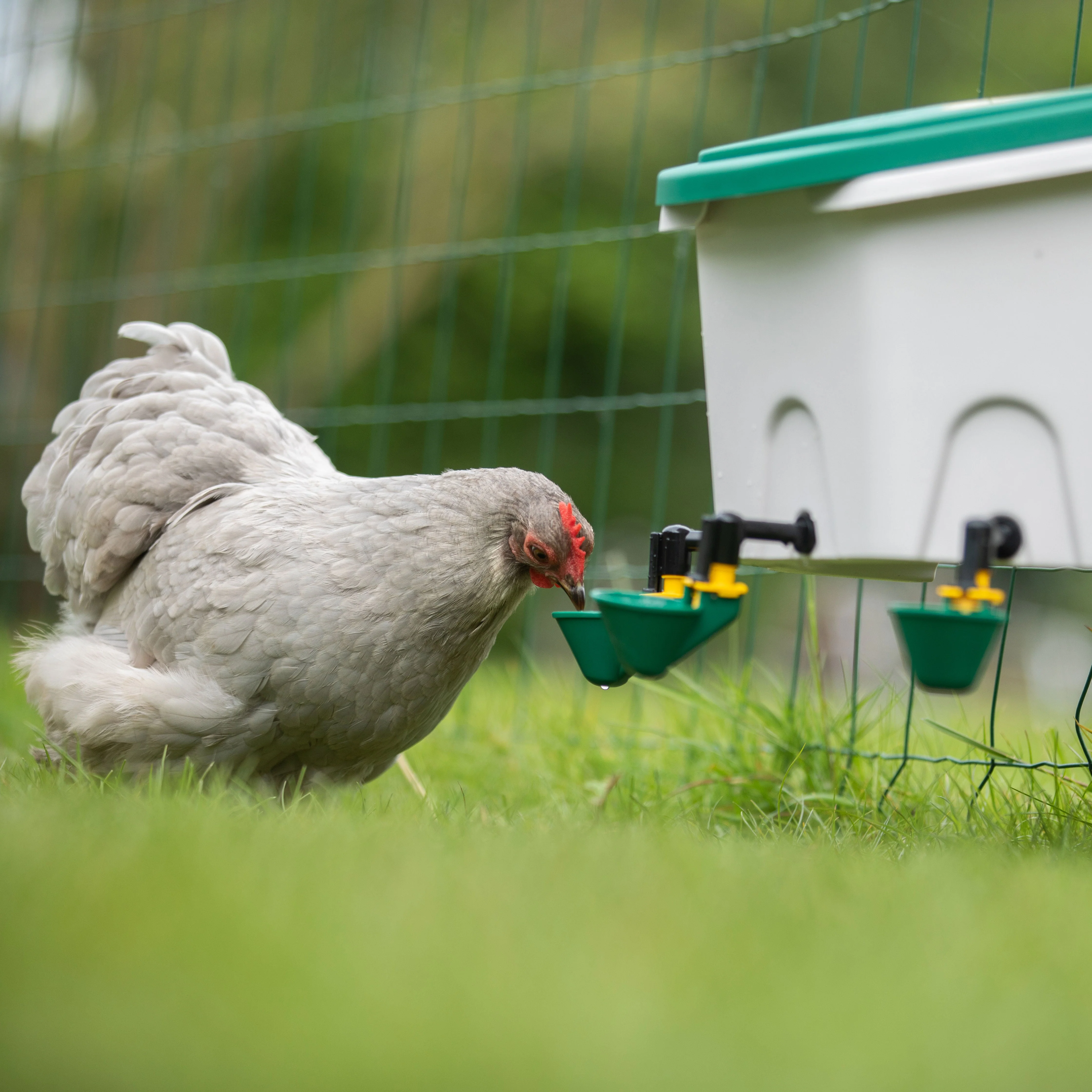 AviAqua 2 Gal Poultry Drinker - 3 Cups - Image 2