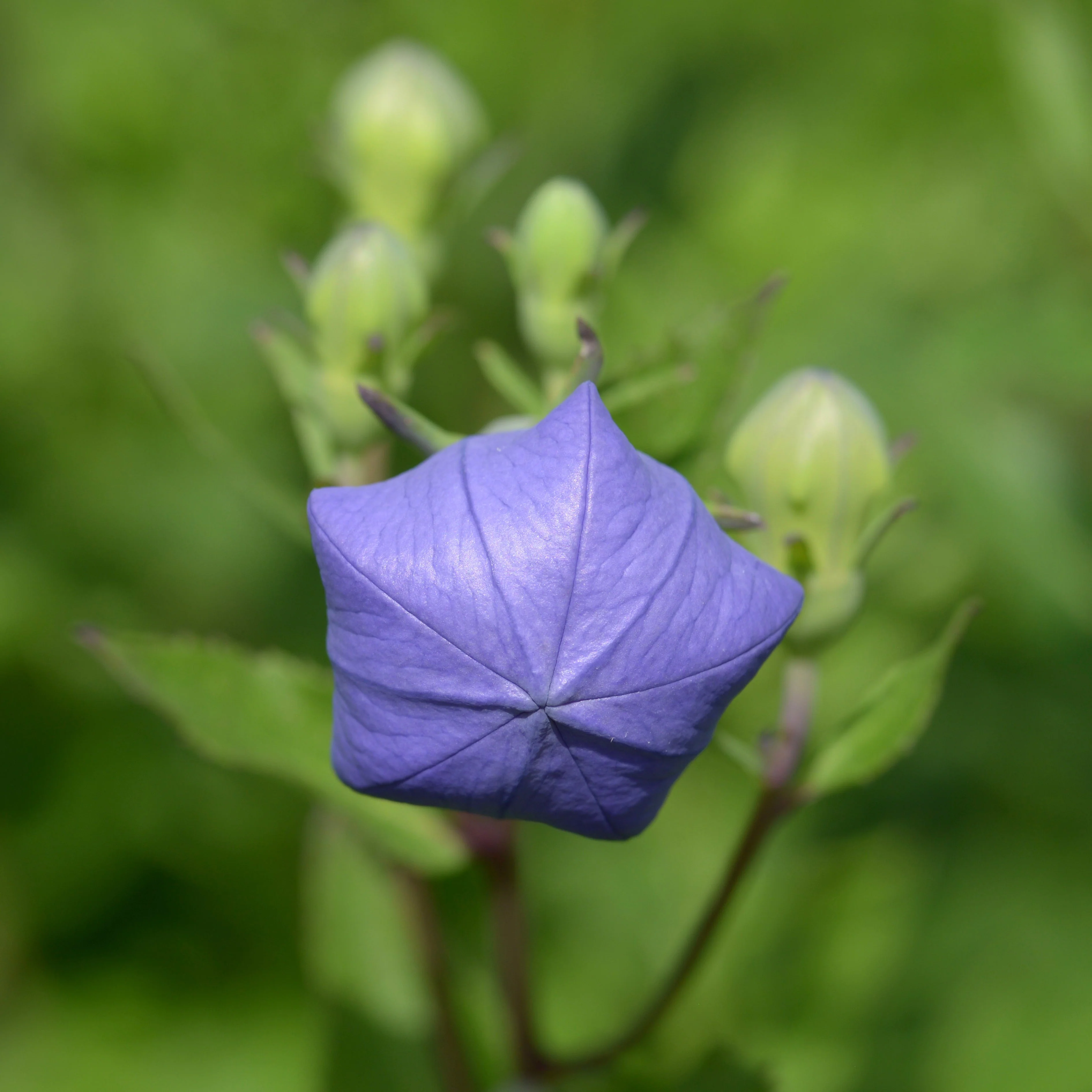 Balloon Flower aka Jie Geng (Platycodon grandiflorus) - Image 10
