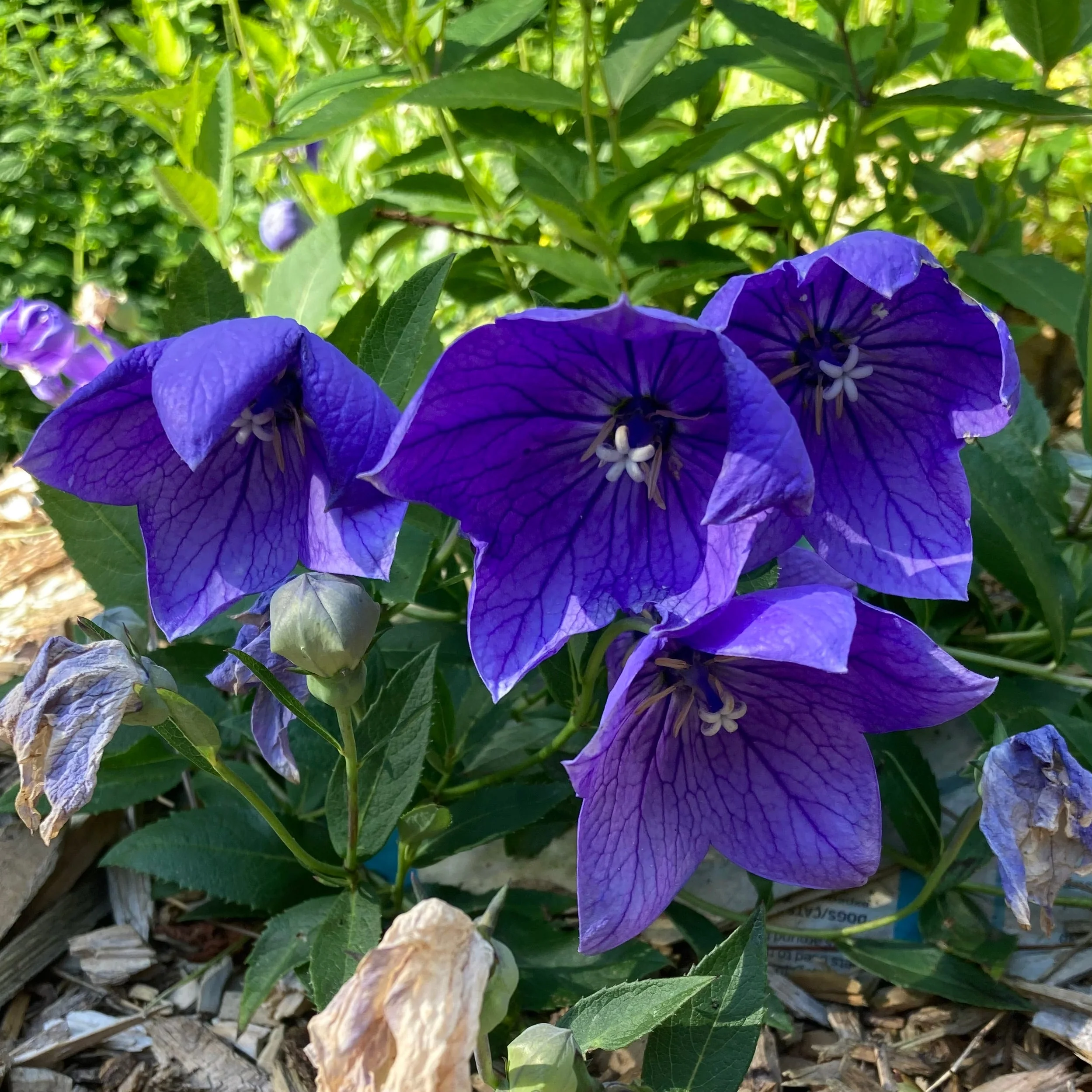 Balloon Flower aka Jie Geng (Platycodon grandiflorus) - Image 3