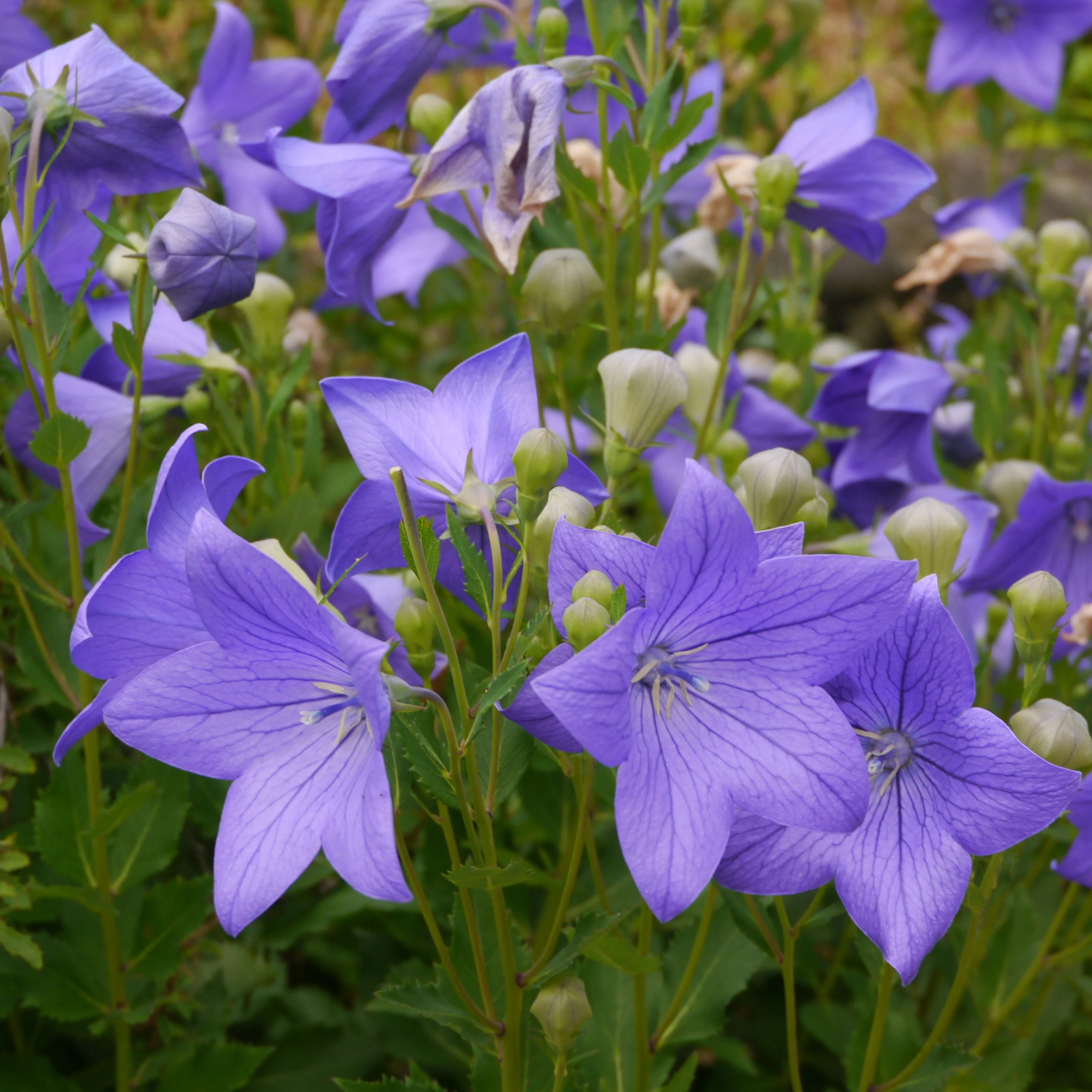 Balloon Flower aka Jie Geng (Platycodon grandiflorus) - Image 4