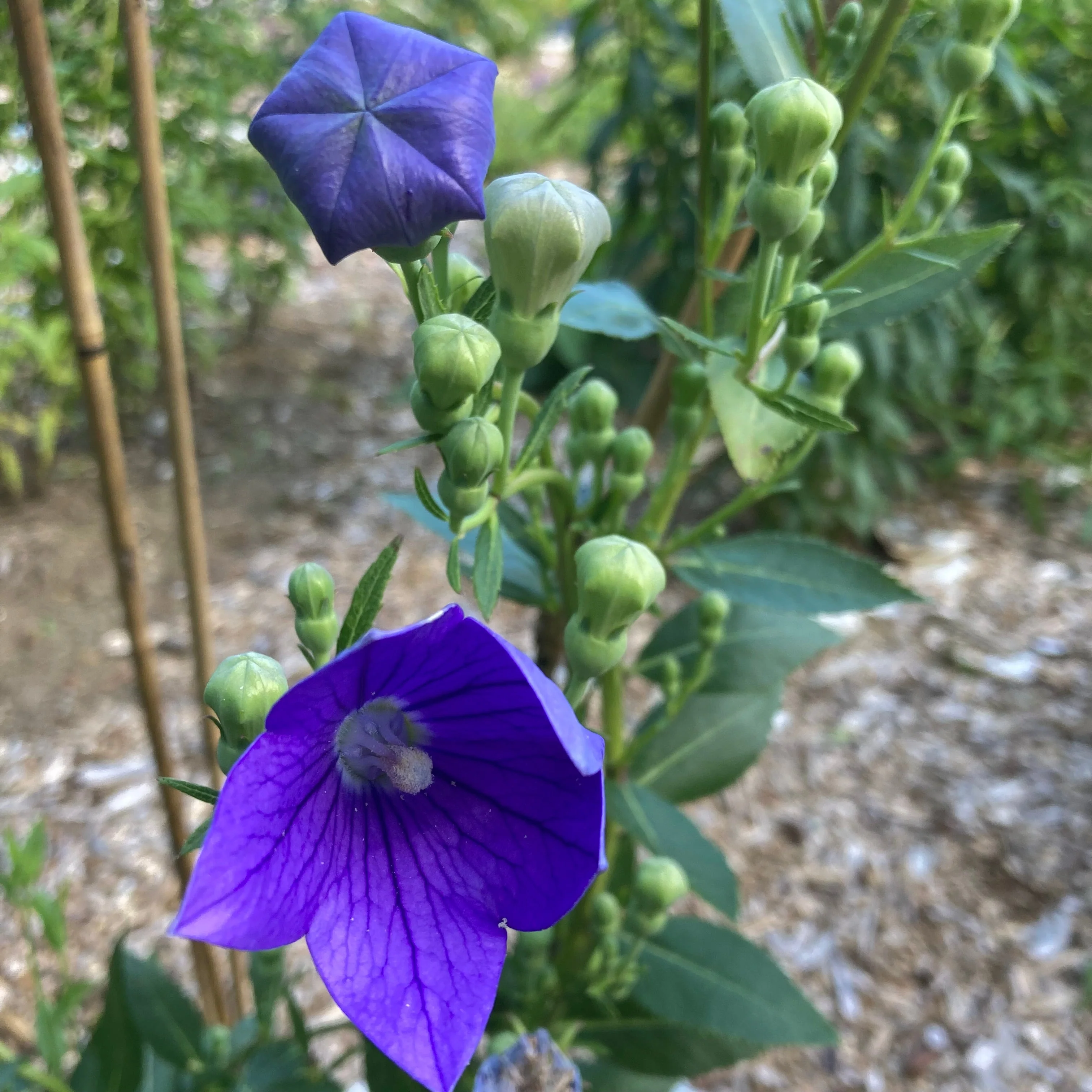 Balloon Flower aka Jie Geng (Platycodon grandiflorus) - Image 6