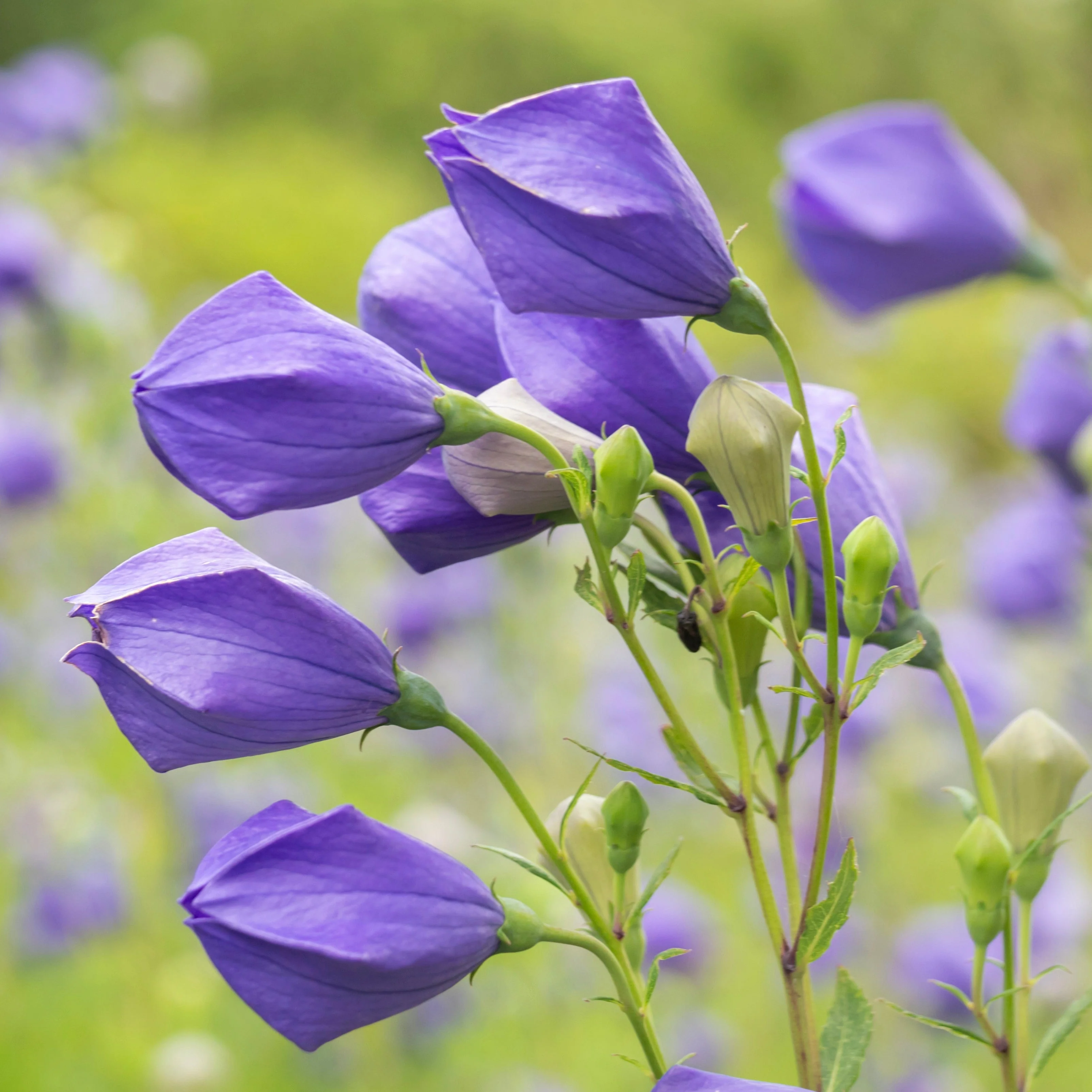 Balloon Flower aka Jie Geng (Platycodon grandiflorus) - Image 7