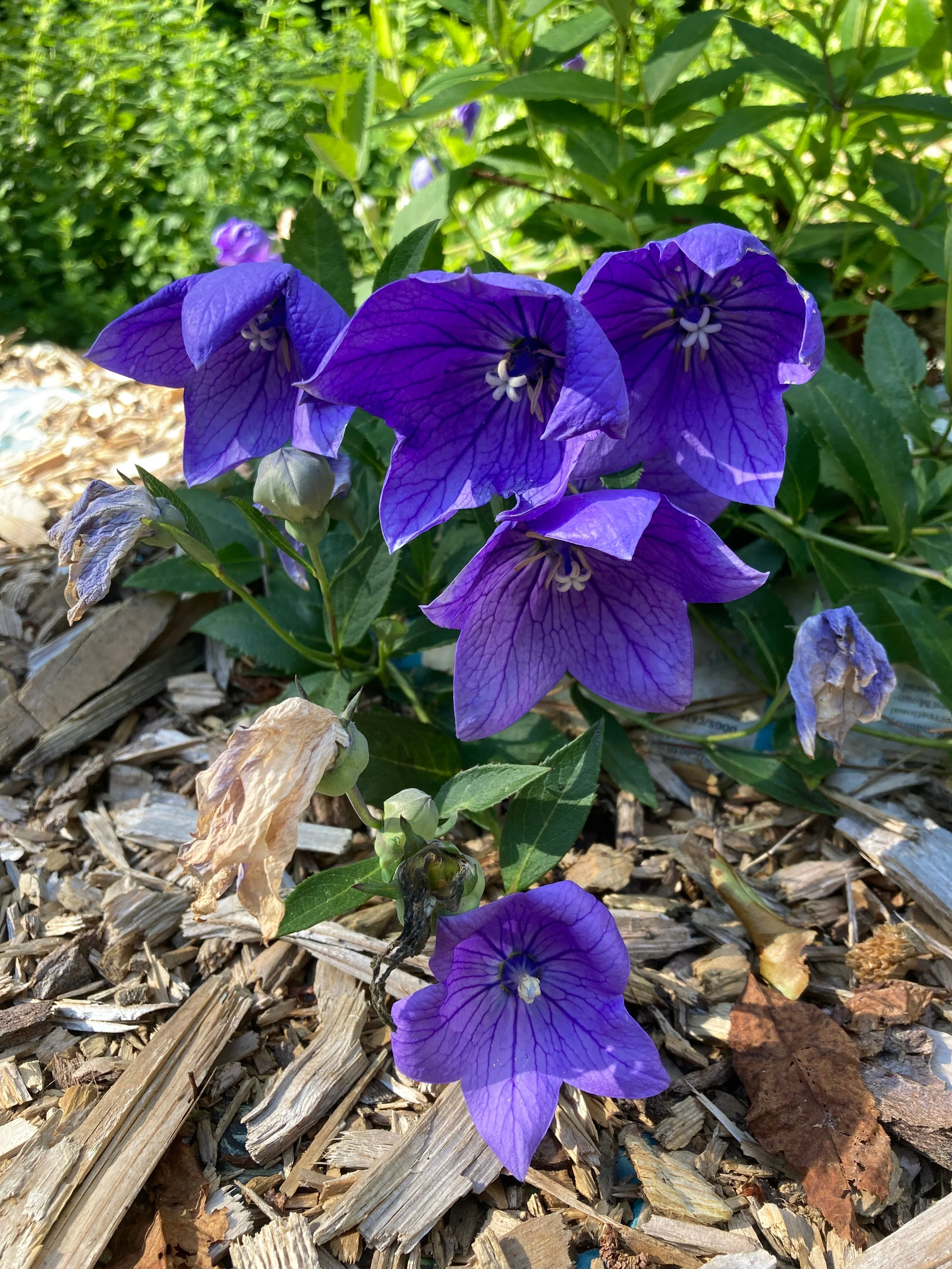 Balloon Flower aka Jie Geng (Platycodon grandiflorus) - Image 8