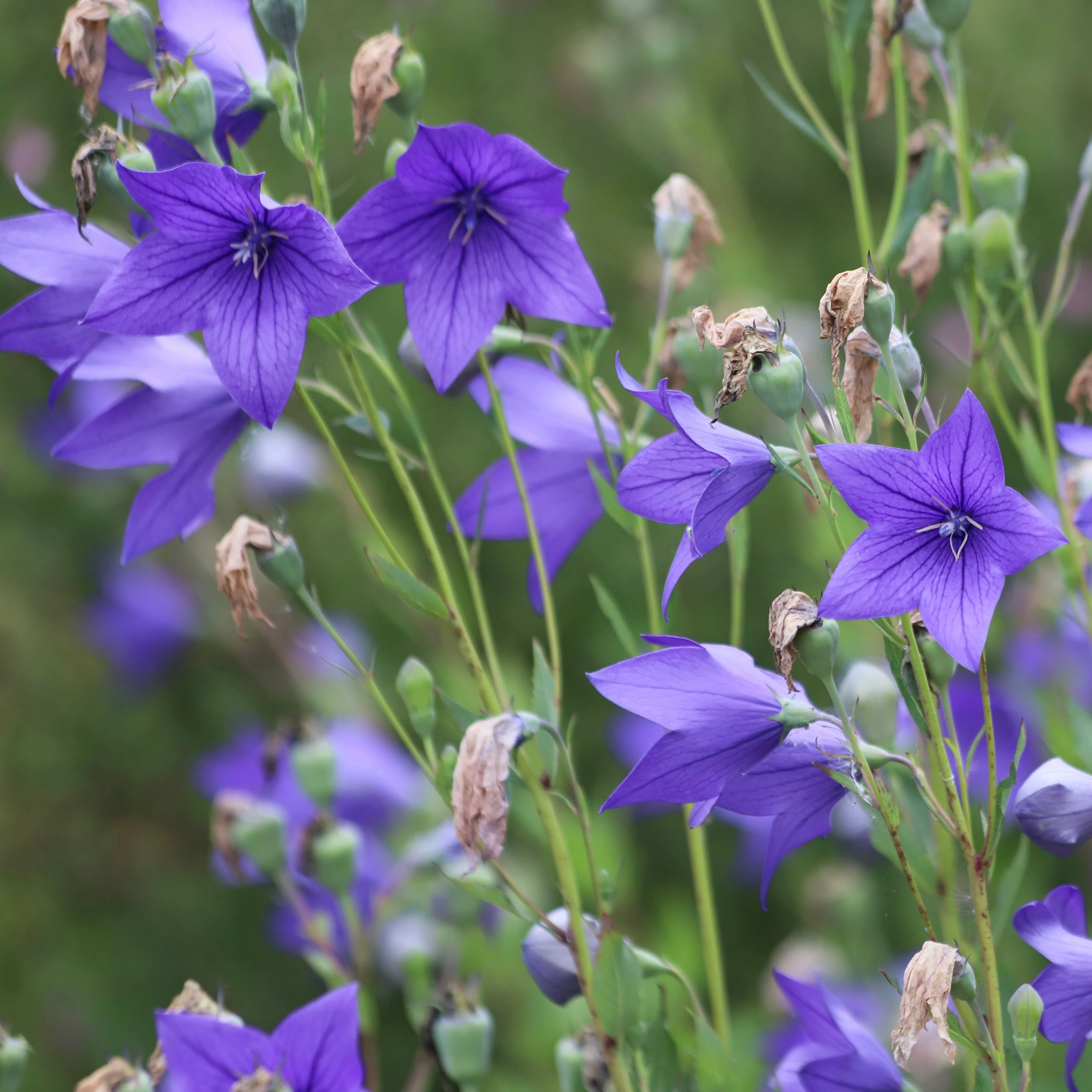 Balloon Flower aka Jie Geng (Platycodon grandiflorus) - Image 9