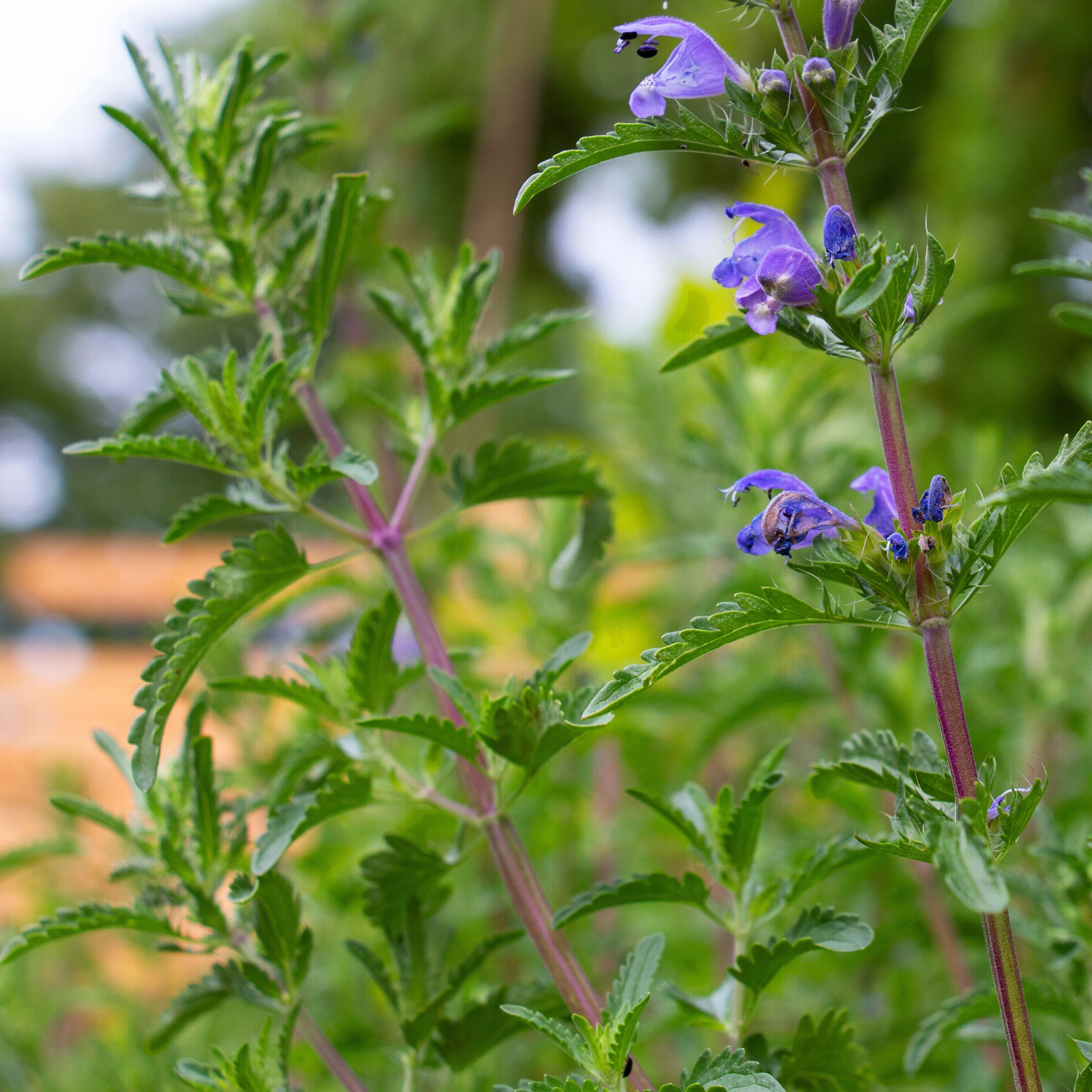 Balm, Moldavian (Dracocephalum moldavicum) - Image 2
