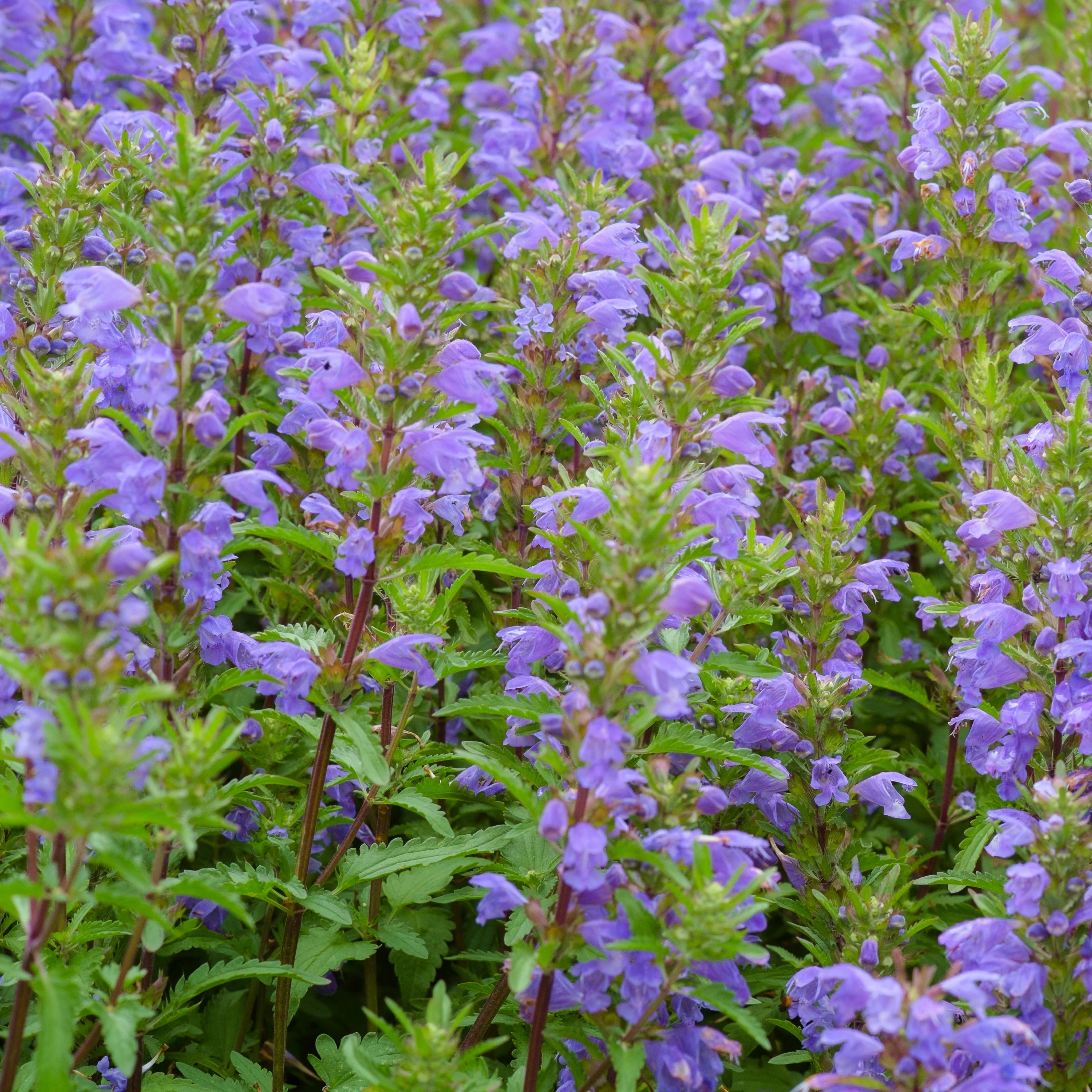 Balm, Moldavian (Dracocephalum moldavicum) - Image 3
