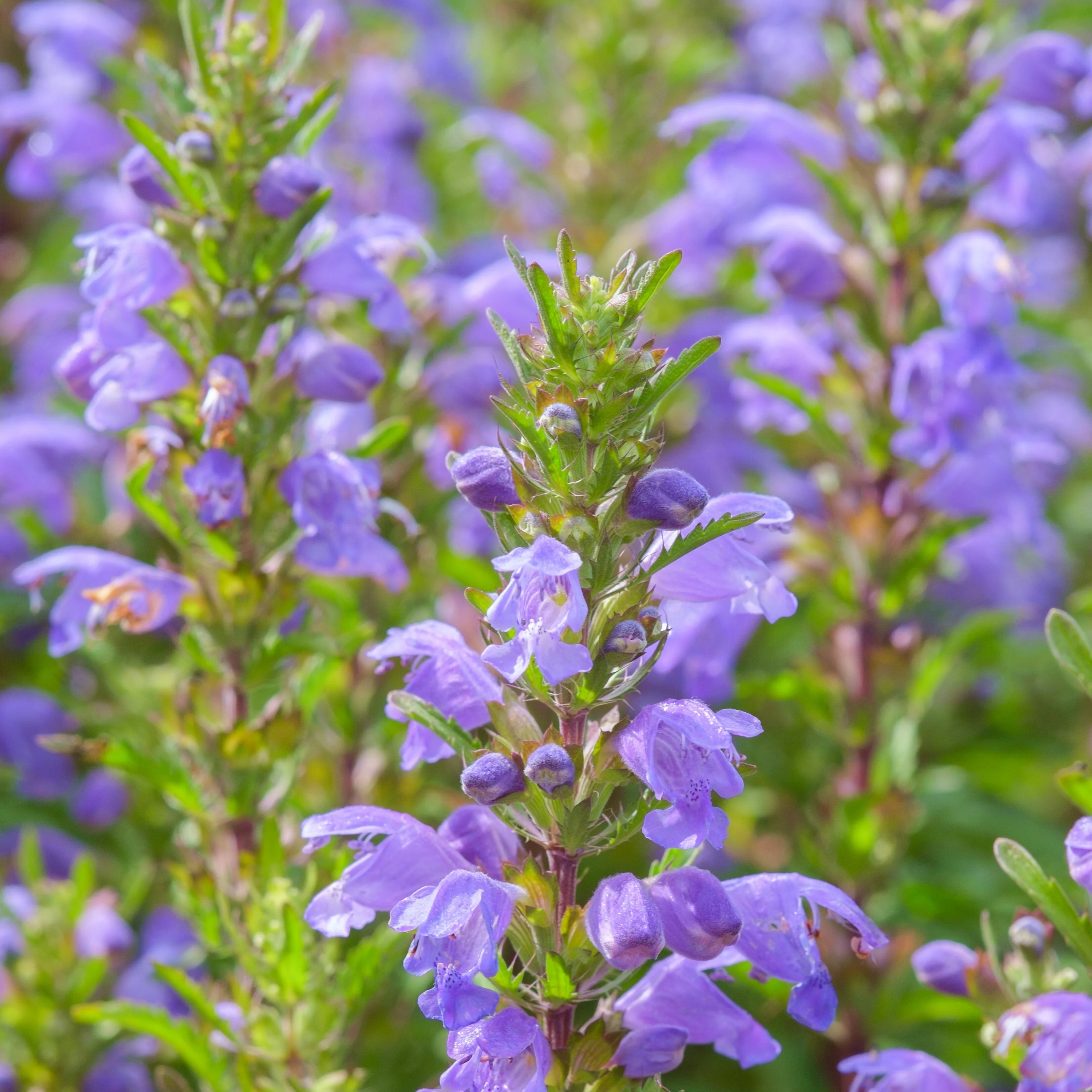 Balm, Moldavian (Dracocephalum moldavicum) - Image 4