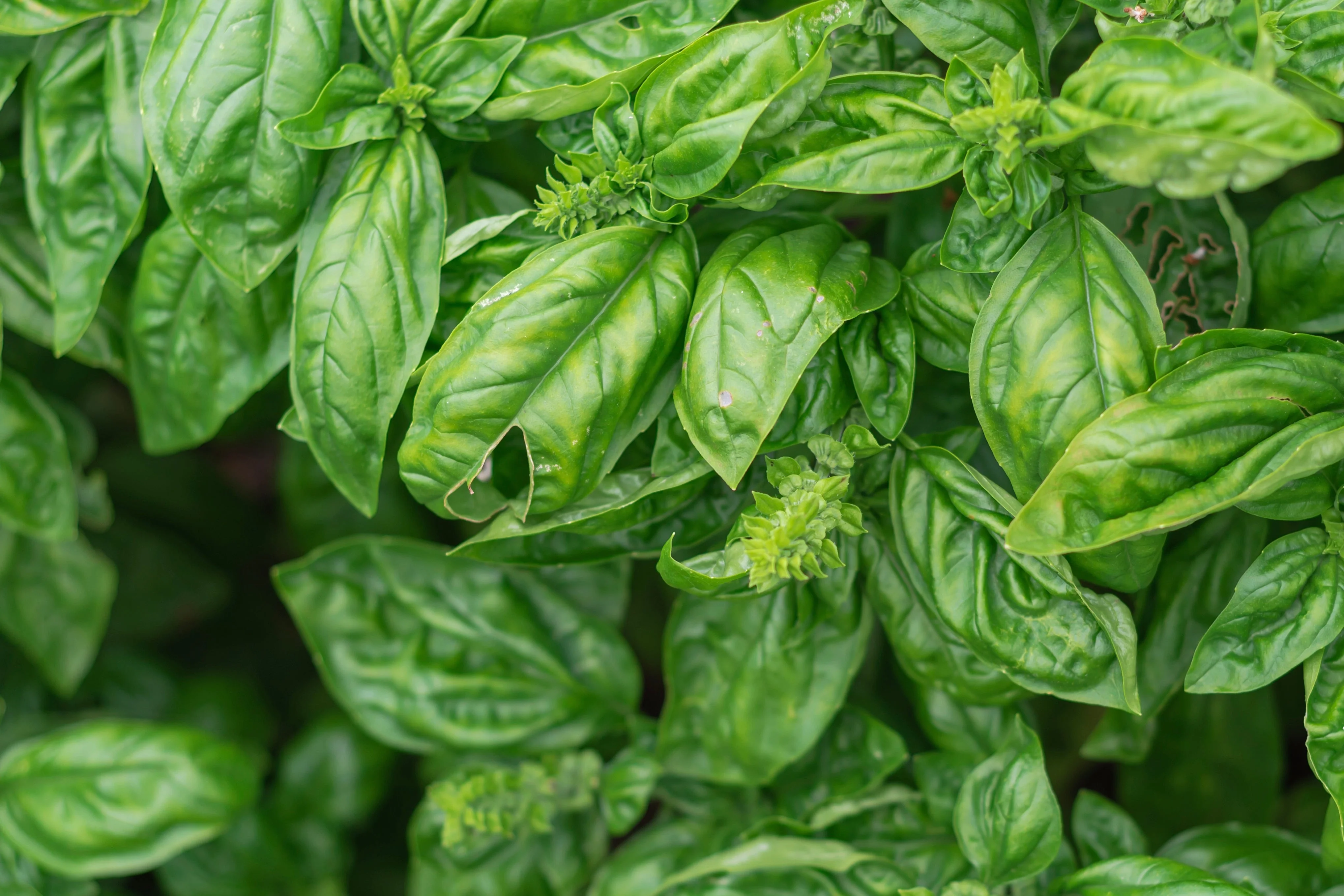 Basil, Genovese (Ocimum basilicum genovese) - Image 2