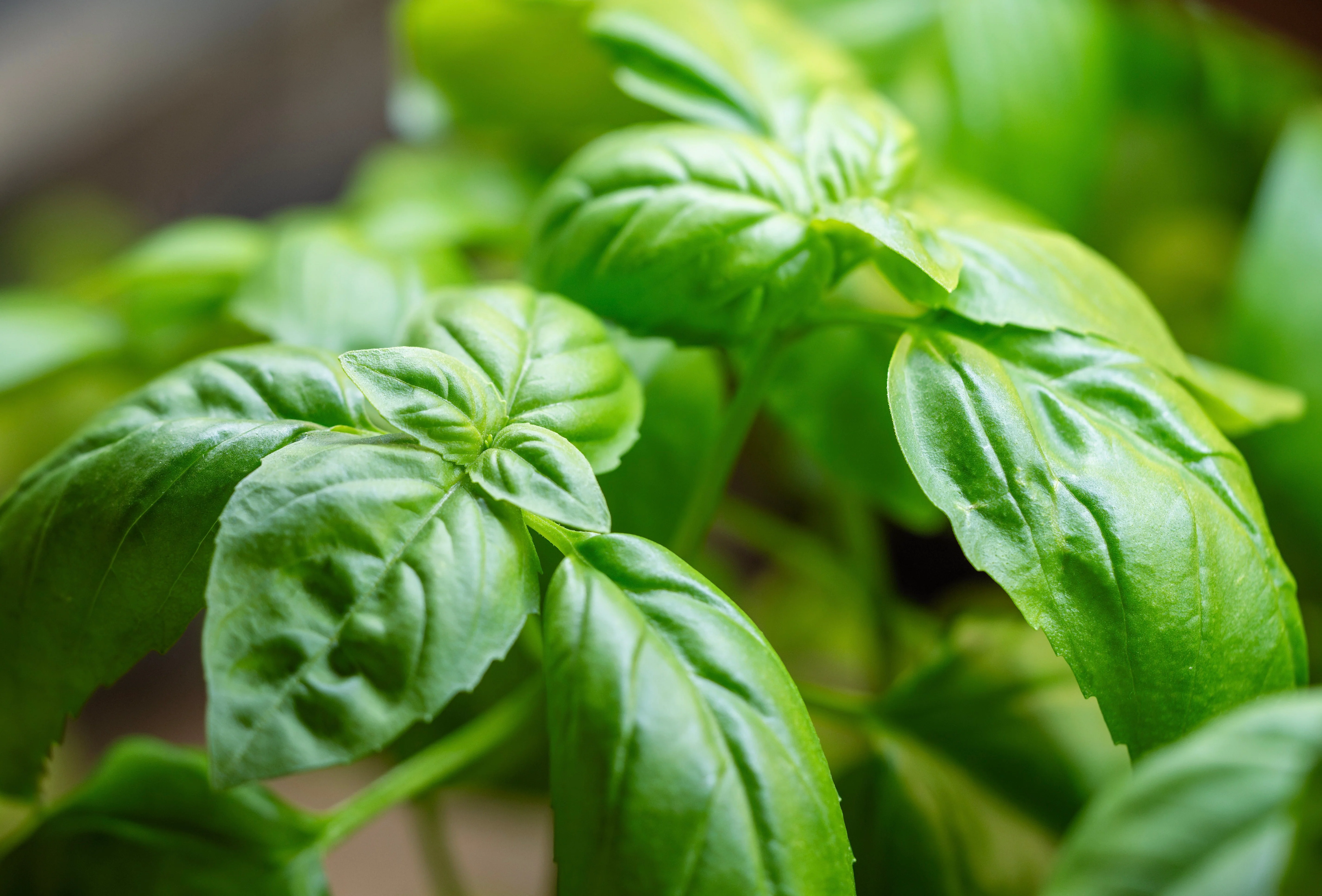 Basil, Genovese (Ocimum basilicum genovese) - Image 3