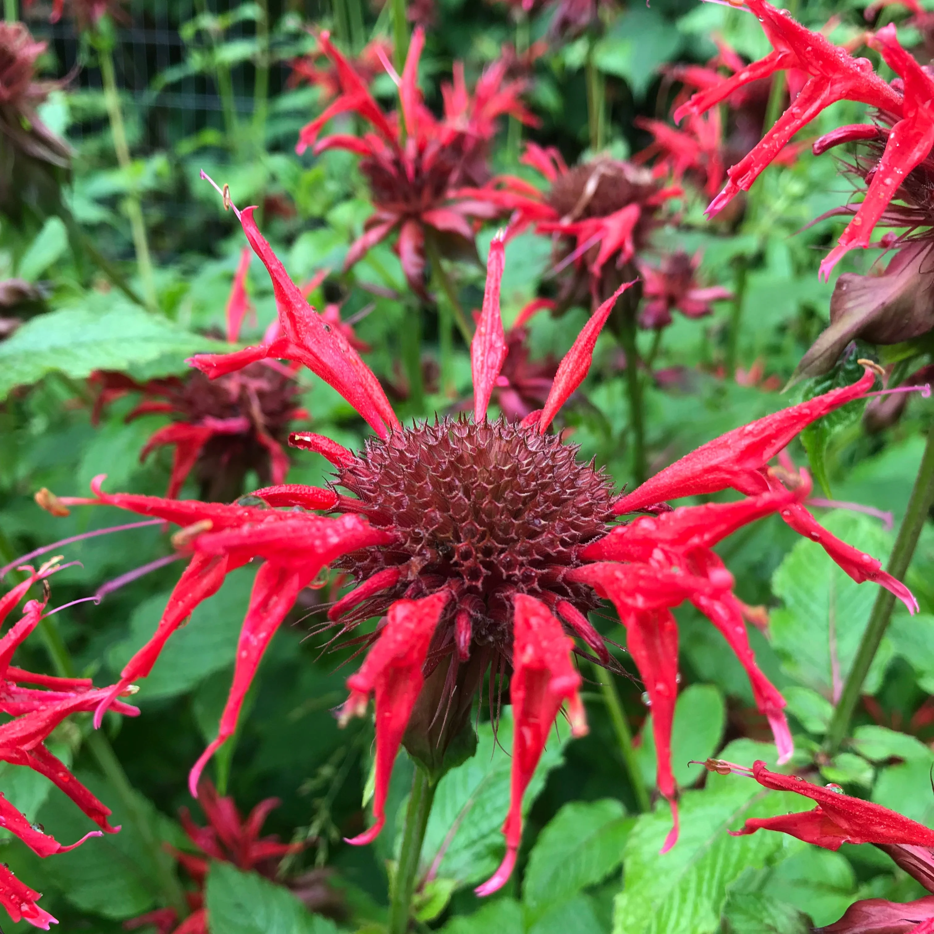 Bee Balm, Scarlet (Monarda didyma) - Image 3