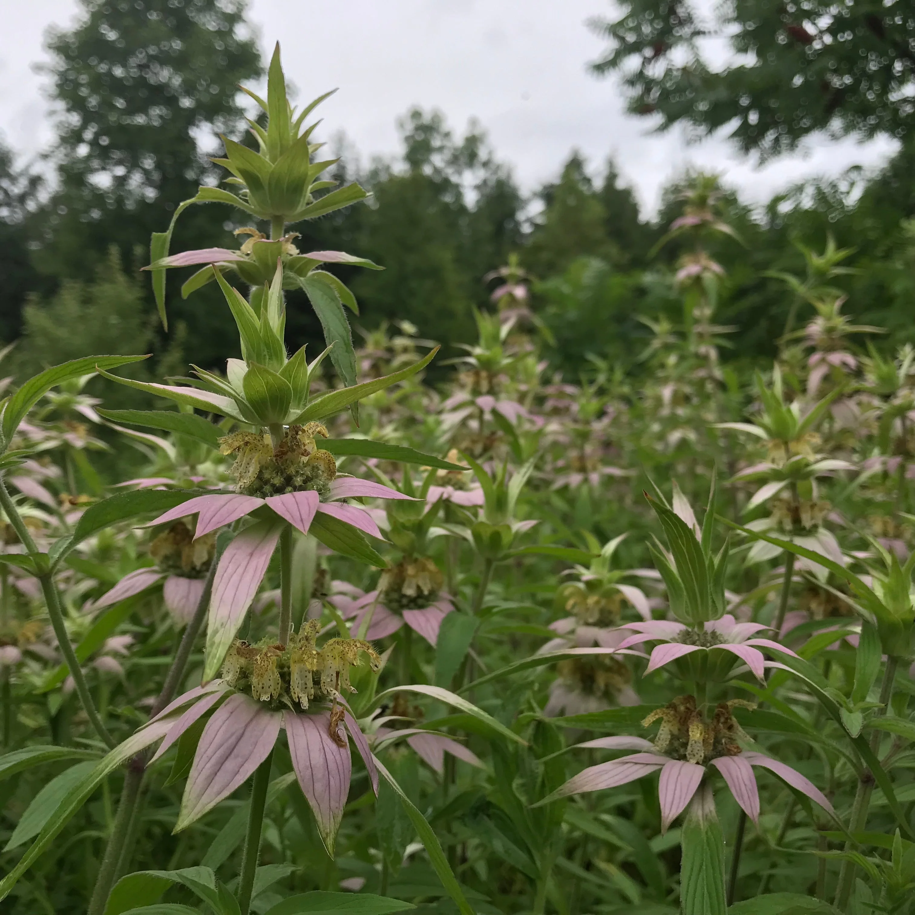 Bee Balm, Spotted (Monarda punctata) - Image 3