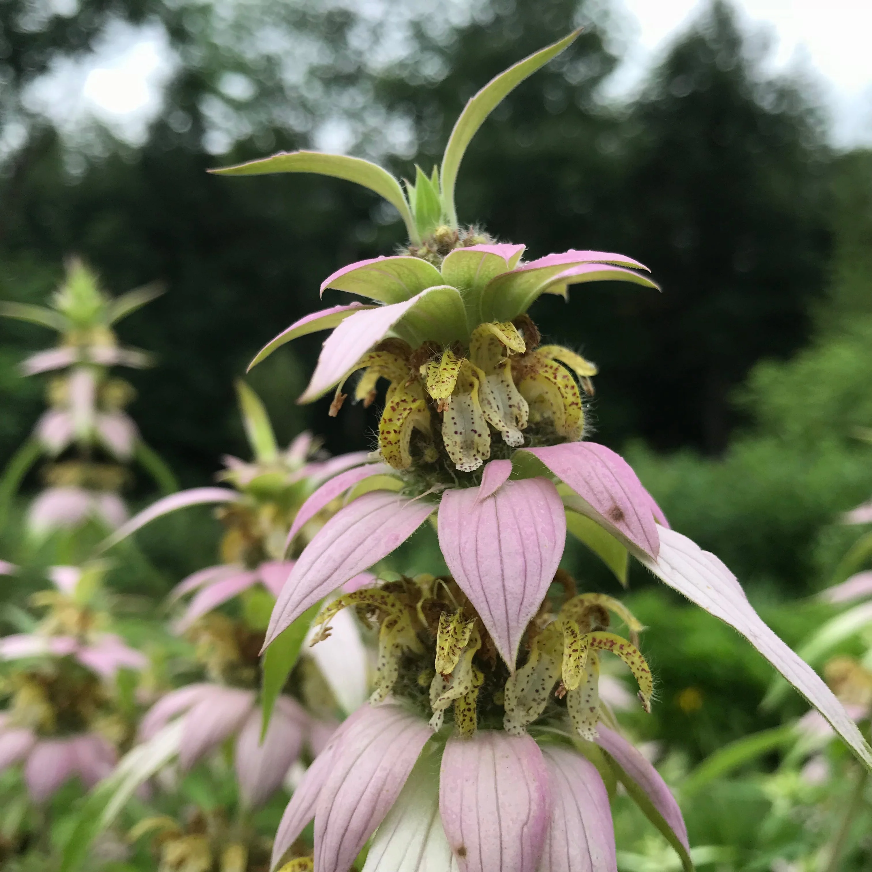 Bee Balm, Spotted (Monarda punctata) - Image 5