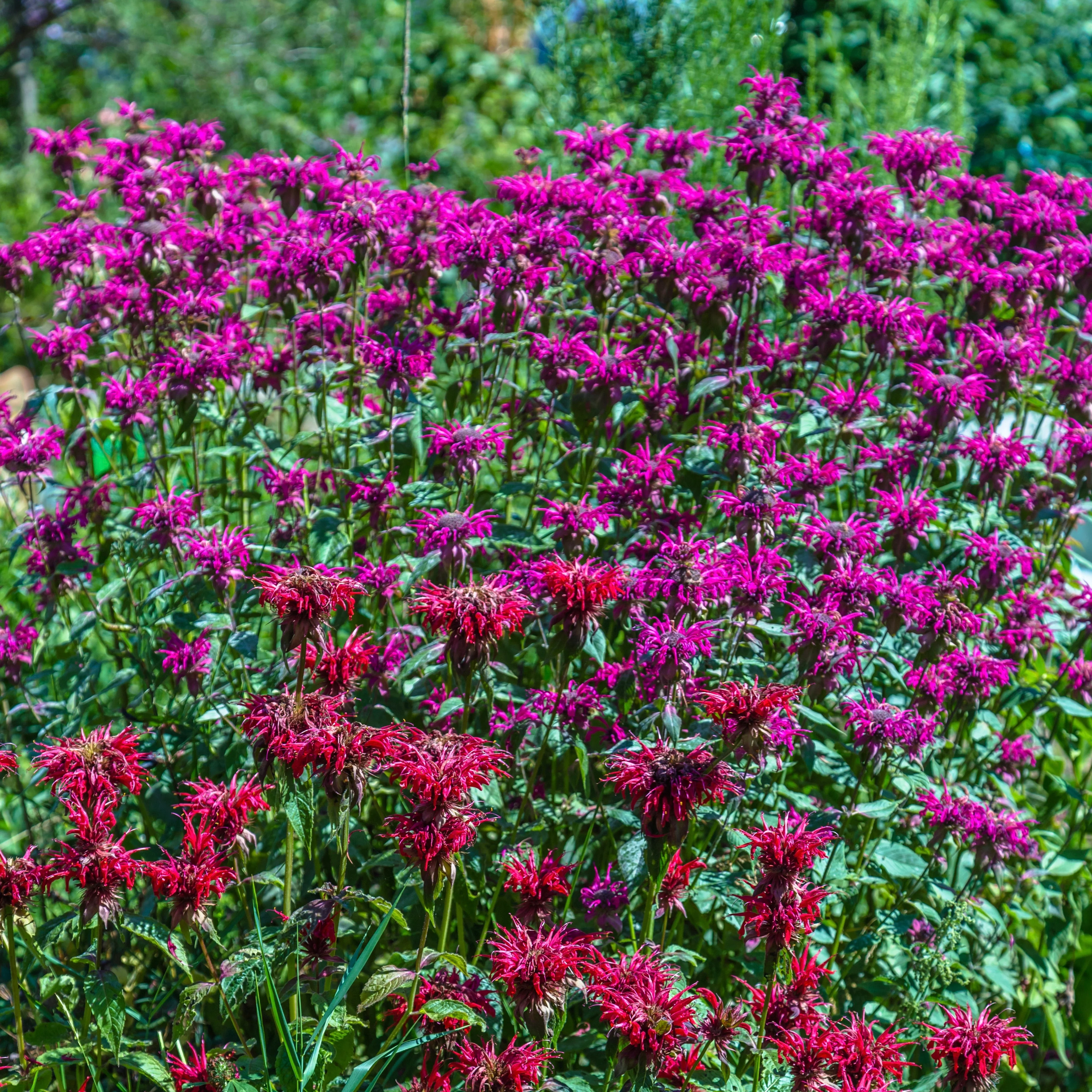 Bee Balm, Wild Mix (Monarda fistulosa) - Image 3