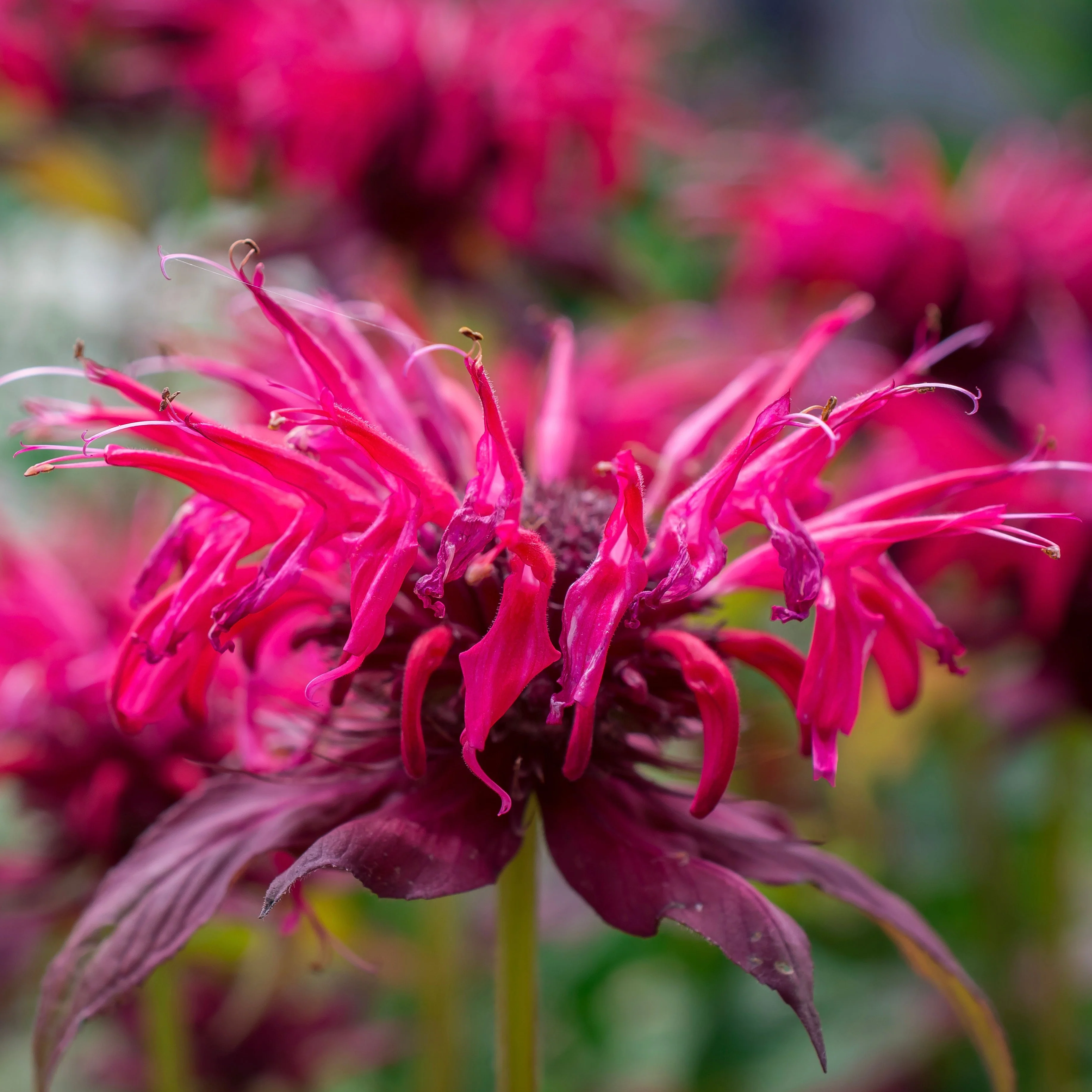 Bee Balm, Wild Mix (Monarda fistulosa) - Image 5
