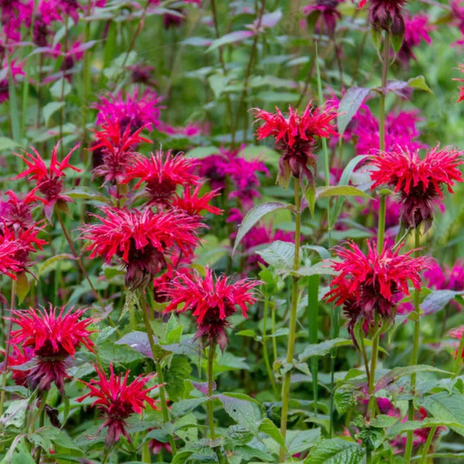 Bee Balm, Wild Mix (Monarda fistulosa) - Image 7